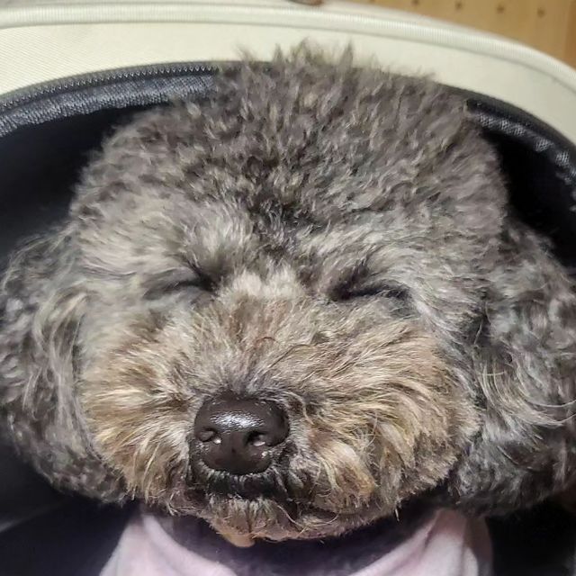 리뷰왕 동동이네🐶 on Instagram: "#광고 #인더코코 @inthe_coco_official 

요즘 동동이네가 쓰고 있는 [코코백] 소개한다 🫡
❤️동동이 스펙 : 4.7kg / 다리와 등이 긴 날씬한 체형❤️

🔸️어깨 부담을 최소화한 어깨끈과 허리끈
울엄마는 6년 전 계단에서 굴러 떨어짐 + 1년 전 교통사고로 인해서
왼쪽 어깨 회전근개 2.6cm 파열 + 30대에 오십견 왔다.
그래서 가방 살 때 어깨끈이 탄탄한지, 허리끈 있는지 꼭 보고 산다.
인더코코꺼는 어깨끈과 허리끈이 탄탄해서
어깨 아픈 울 엄뫄도 무리 없이 잘 쓴다 👍

🔸️넉넉한 수납
앞쪽 메인수납, 양 사이드 수납 포켓이 있어 수납 공간이 넉넉하다 👌
나 이동동이 사료, 간식, 목줄, 똥봉투를 넣어도 자리가 남는다.
그래서 엄마한테 앞으로 간식 3종류 이상 들고 다니자고 했다. 

🔸️엄마랑 교감 가능
앞면 메인 지퍼, 양 사이드 지퍼가 있어 언제든 엄마랑 손 잡을 수 있다.
물론 엄마랑 손 잡는 것보단 여기로 간식 넣어주는 게 더 좋다 😂
위쪽에 투명창이 있어 엄마랑 바로 눈맞춤 가능하다.

이외에도
🔸️세로로도 가로로도 사용 가능
🔸️생활 방수 가능
🔸️탈부착 가능한 바닥 패드
🔸️가방 내부 수납공간에 핫팩/아이스팩 넣어 사용 가능
🔸️캐리어 걸이
이라는 점이 마음에 든다 😍
가격도 넘나 착하니까 망설임 없이 구매하러 가라규 😚

#강아지이동가방 #강아지이동가방추천 #강아지백팩 #고양이백팩 #강아지가방 #강아지가방추천 #고양이가방 #강아지이동장 #고양이이동장 #애견가방 #애견용품추천 #강아지캐리어"