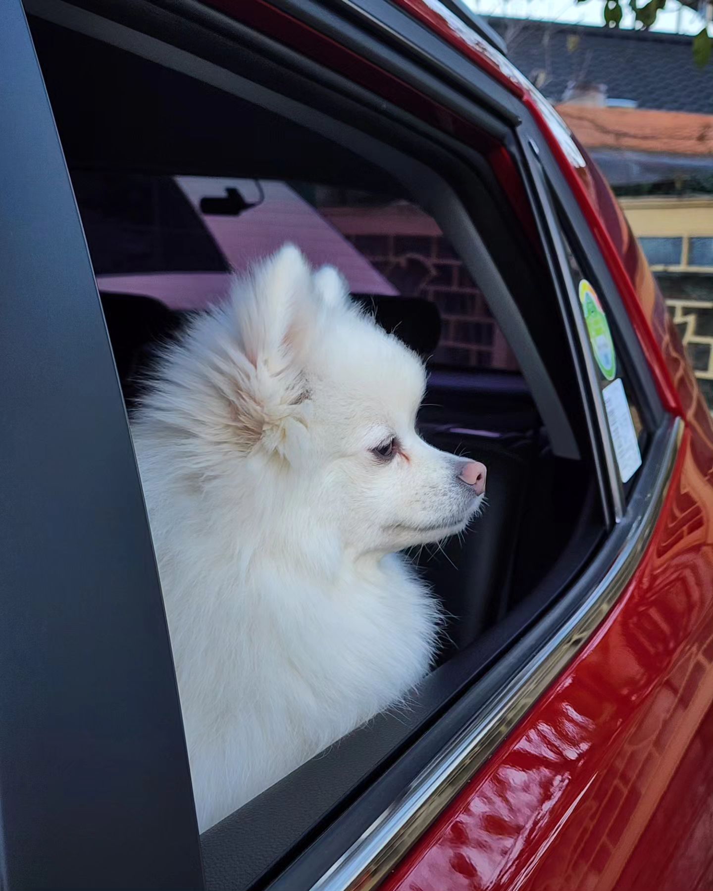 바깥구경
.
.
.
#겸이 #일상 #폼피츠 #스피츠 #dog #daily #spitz #pompitz