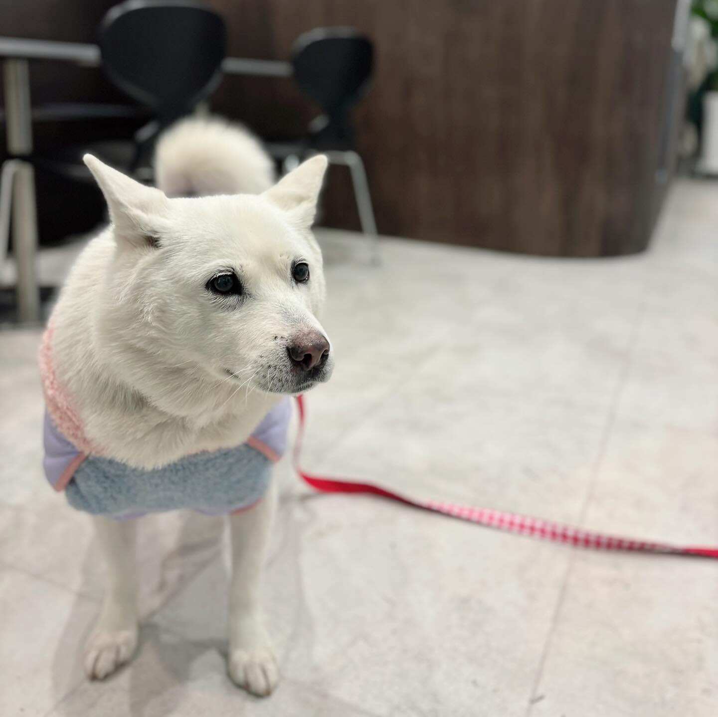 .
벌써 11월 마지막 날 
저녁책을 나왔는데
너무 추워서 살구랑 카페에 들려ㄸㅏ ☕

추워서 호다닥 돌고 집에 가는거 보다는
음악을 들으며 지나가는 사람들 구경하는거
좋아하고 카페를 즐기는 살구를 위한 타임 🥰
한달남은 2023년 잘 지내보자 

#카페도르뫼즈
#저녁산책
#모카라떼맛집☕️
#순딩견이카페즐기는법