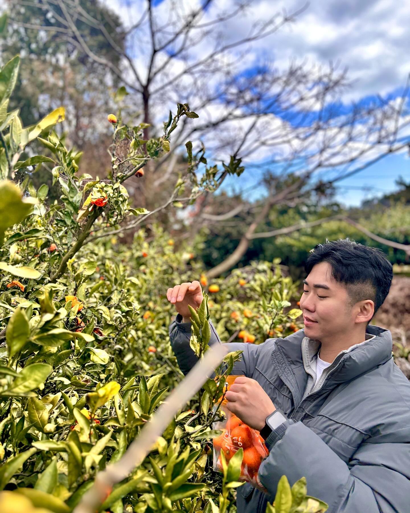 귤 농장 취업🍊