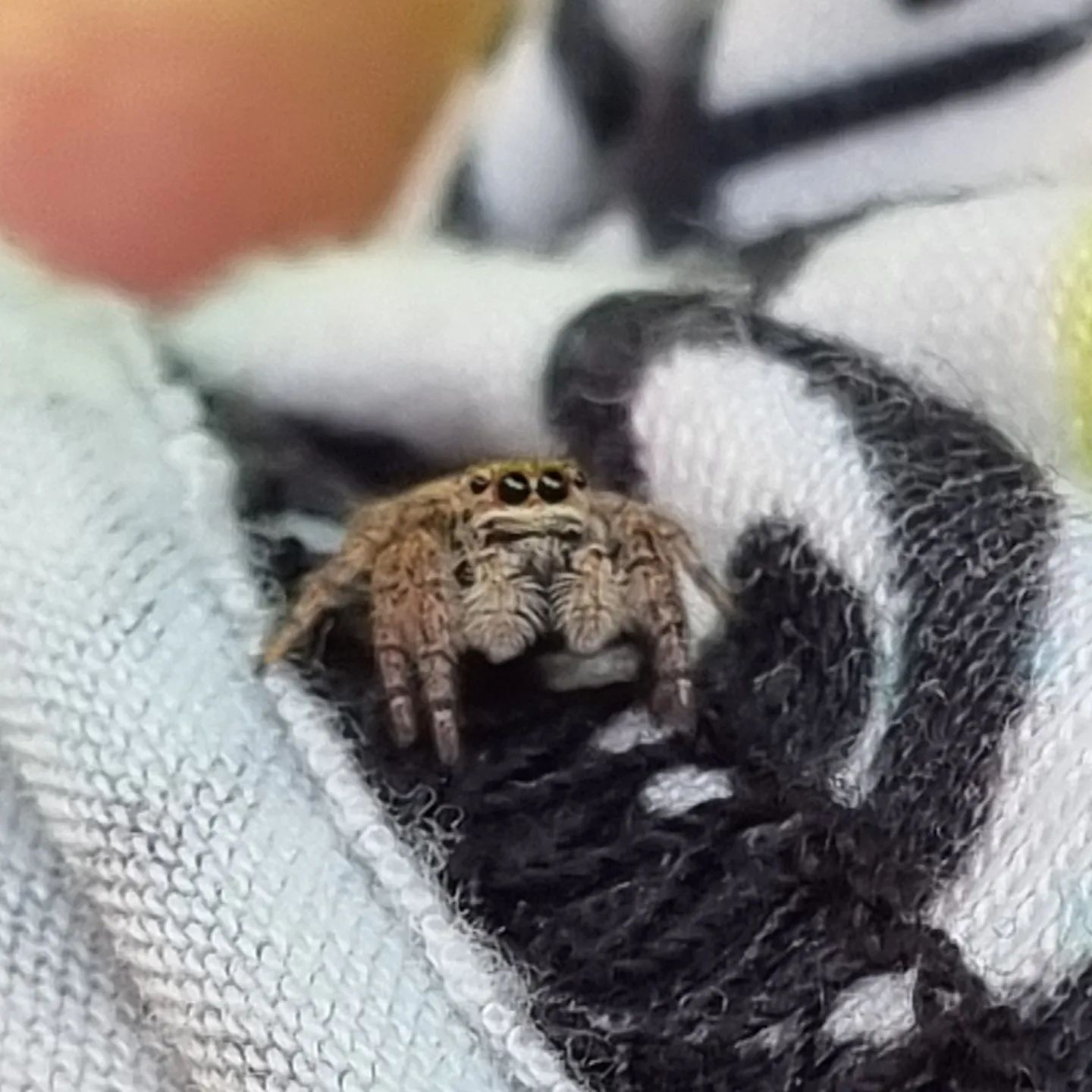 아이 모자 위에 앉은 귀여운 #거미 🕷