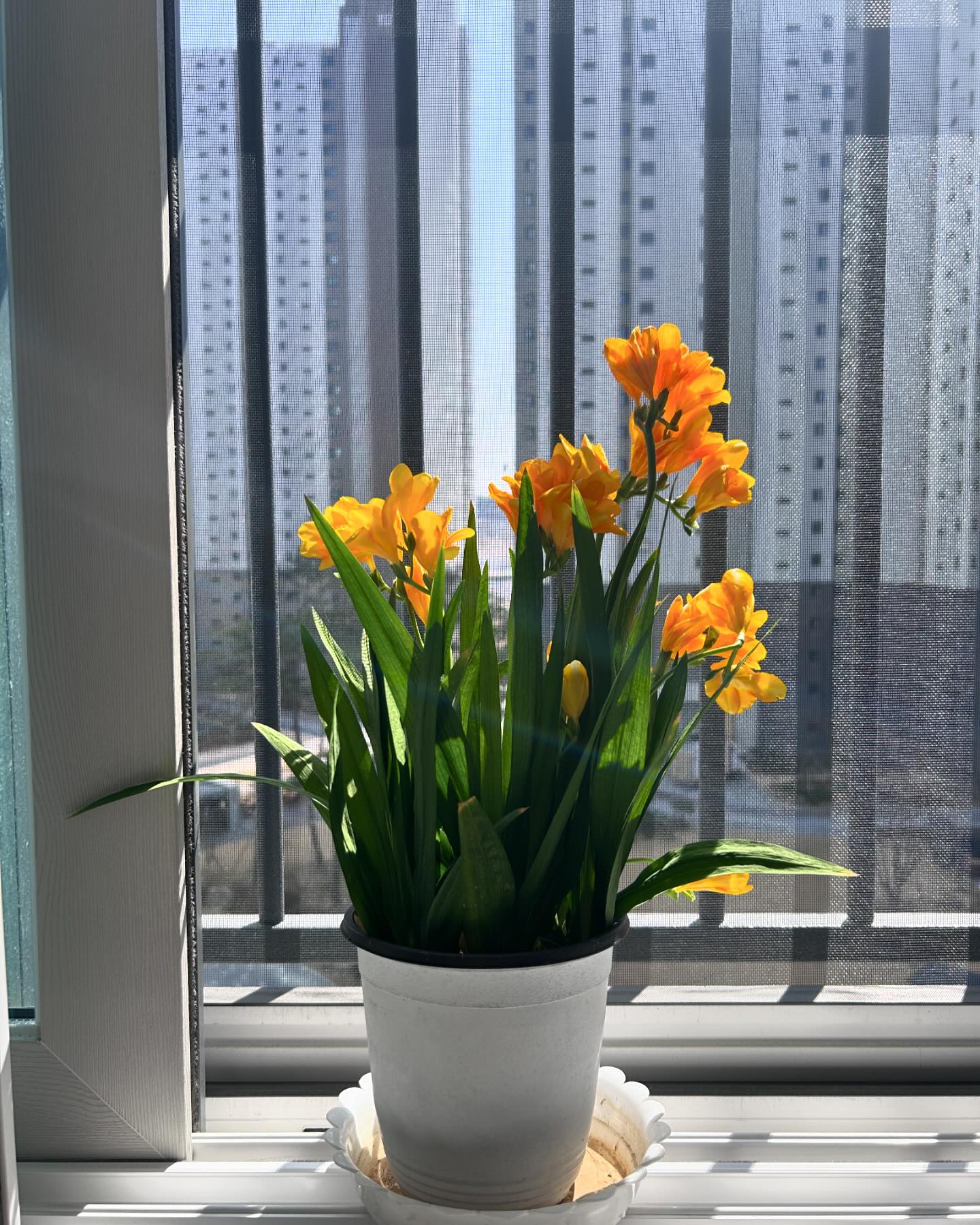 콘텐츠