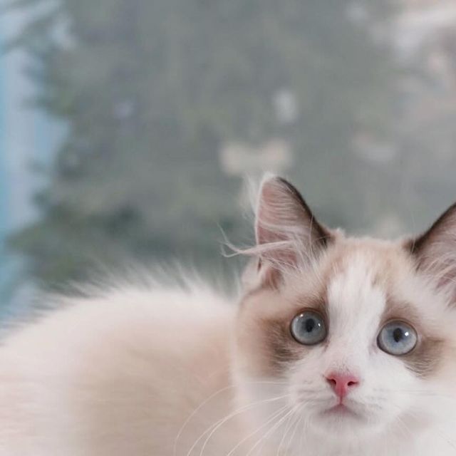  랙돌 먼치킨 메리킴 on Instagram: "onion하세요 메리에옹🐱
엄마빠가 새해선물로 캣워커 사줘써요
내 남편과 결혼해줘에도 나온 브랜드래요
여기서 사냥놀이하니까 더 신나용
나머지 두개도 빨리 오면 좋겠어용👐🏻

임오삼춘들 오늘도 화이띵 얼른 대구은행(퇴근행)🫰🏻

#랙돌 #먼치킨 #모델냥 #모넬로"
