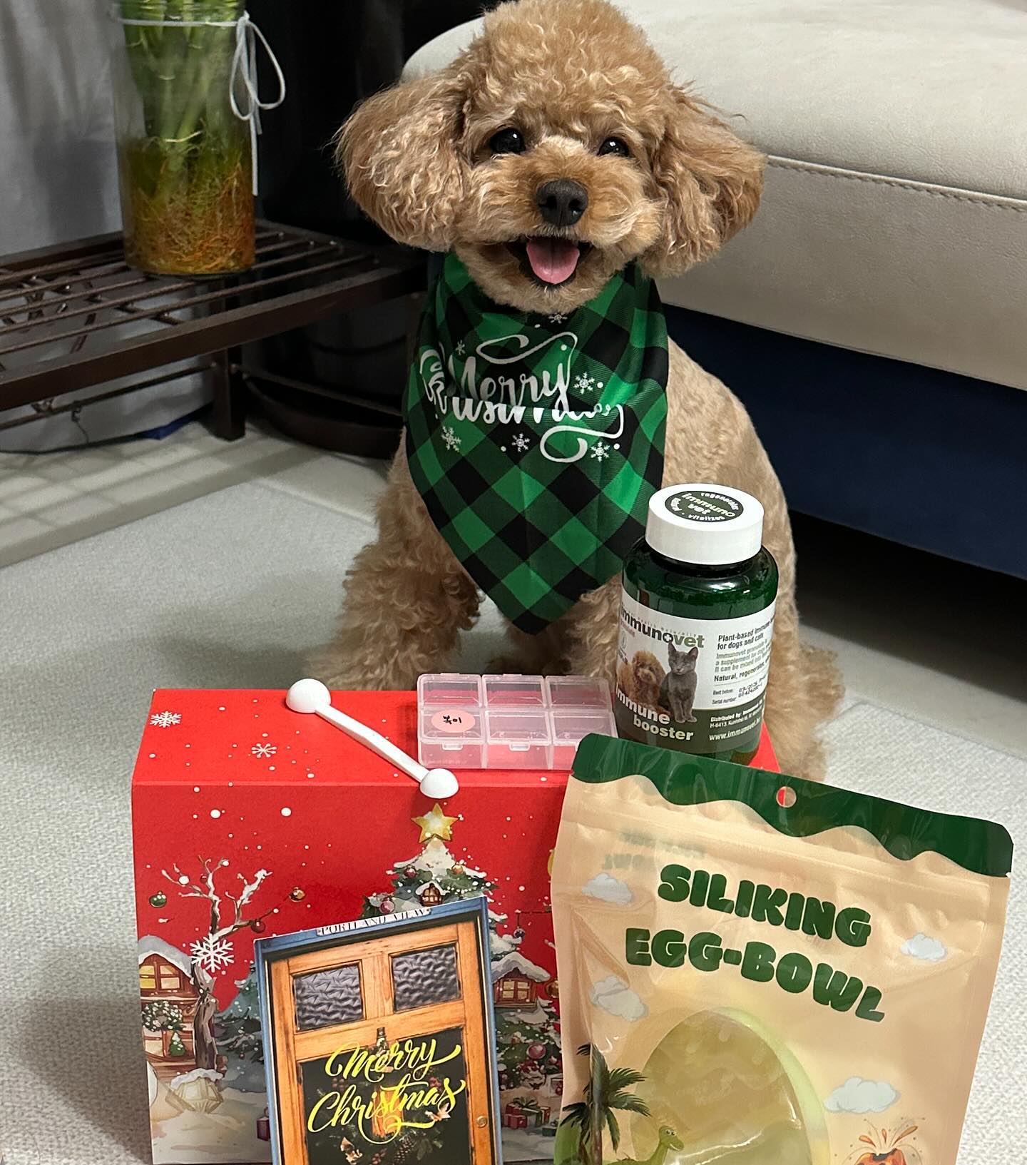 복이가 이뮤노벳 서포터즈 2기가 되었어❤️
다가오는 크리스마스선물도 잔뜩 받았다구🎁🛍️
이뮤노벳영양제 너무 좋은거 다들 알고이찌 ˀ̣ 
앞으로 복이가 다 소개해줄께 기대해조🫶💜

#이뮤노벳 #이뮤노벳서포터즈2기