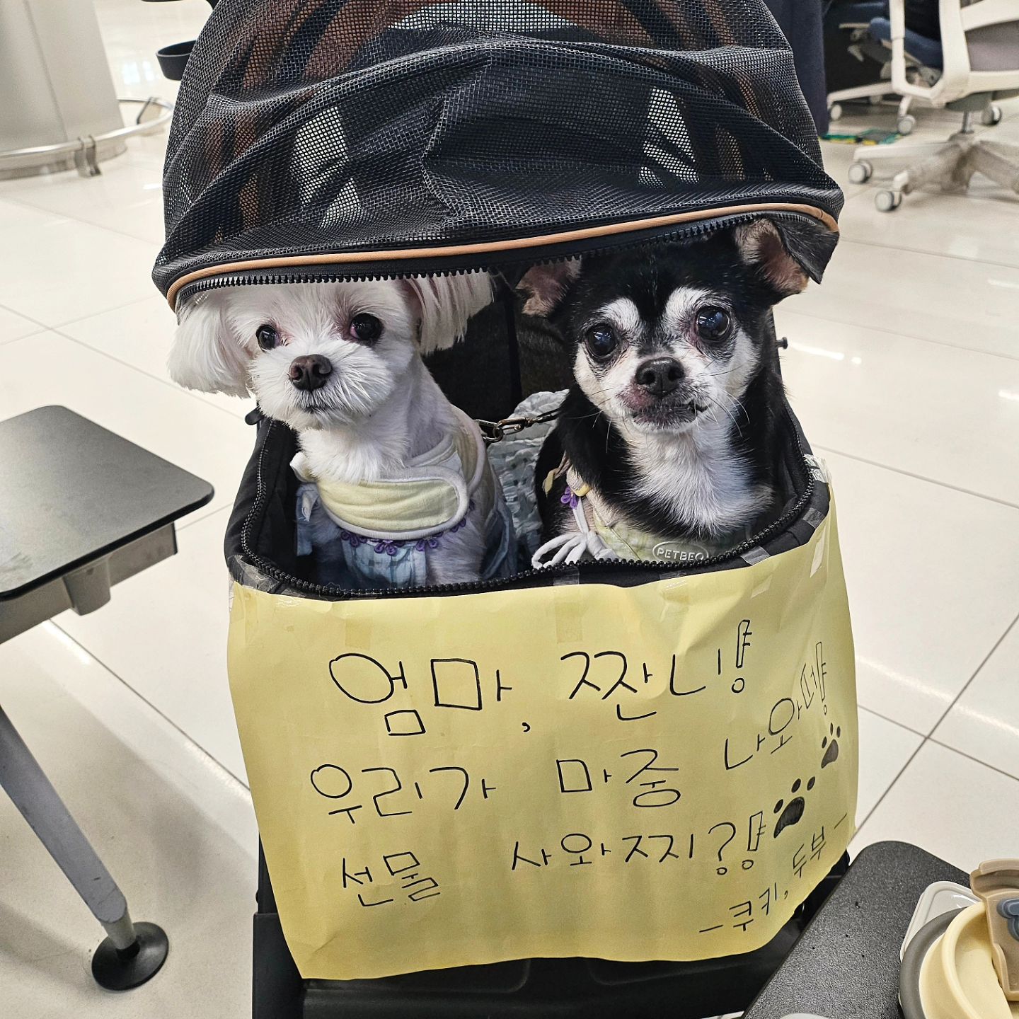 큰니랑 제주도 댕겨온 엄마랑 짠니 픽업하러 김포공항🛬
.
.
.
얌전히 기다리면 큰니가 간식 준다해따!