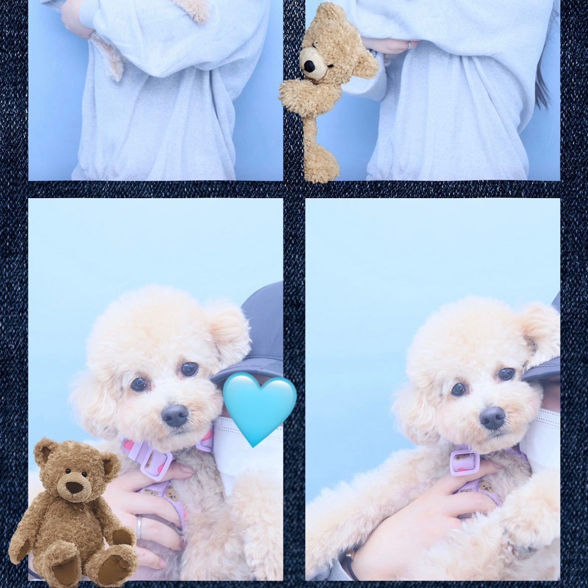 톨이랑 오랜만에 사진🐶🩵