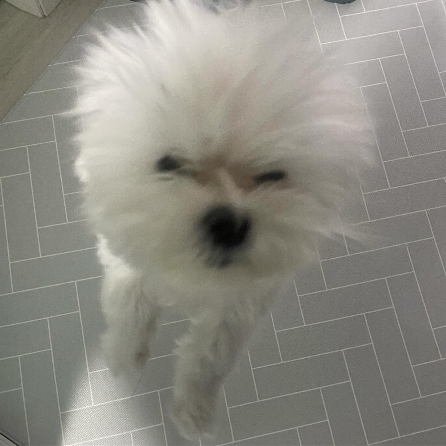 안녕하세요 민들레홀씨입니다.
입으로 불면 날아가지요….

다음주 미용예약 완료. 😅