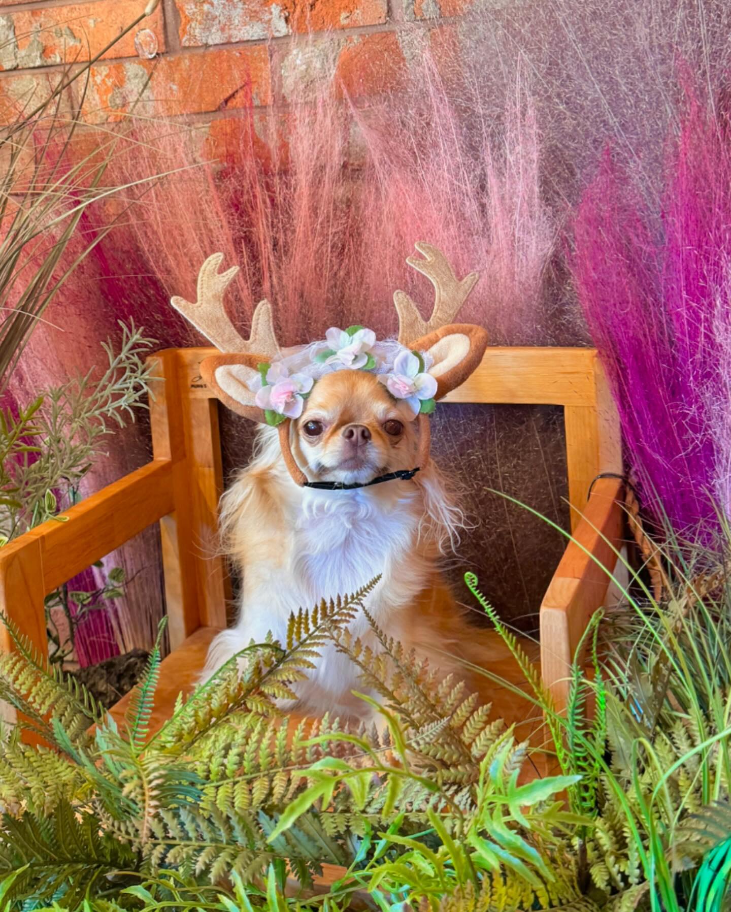 사슴다롱 🦌( 강아지 다이어트 🍯팁 없나요?)
다롱이 완전 애기때는 잘 안 먹고 작아서 걱정이 많았었는데
이상하게 집에 데리고 오는 날부터 잘 먹더니
300g은 빼야 한다고 경고받았어요!😅
여름에 소노펫 갔다 오기 전에는 잘 안 걷고 카페에서도 
시무룩하게 있던 것도 원인인 것 같지만. 일단
먹을 것부터 줄이고 있어요!