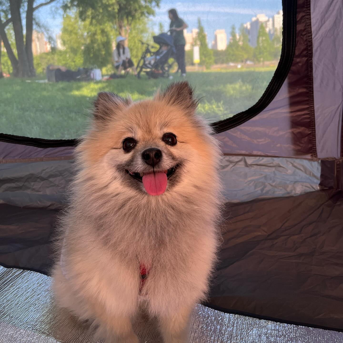 6월은 피크닉의 계절이라지요
밀린 사진 업로드 시작 🐶 ,, 
#피크닉 #개크닉