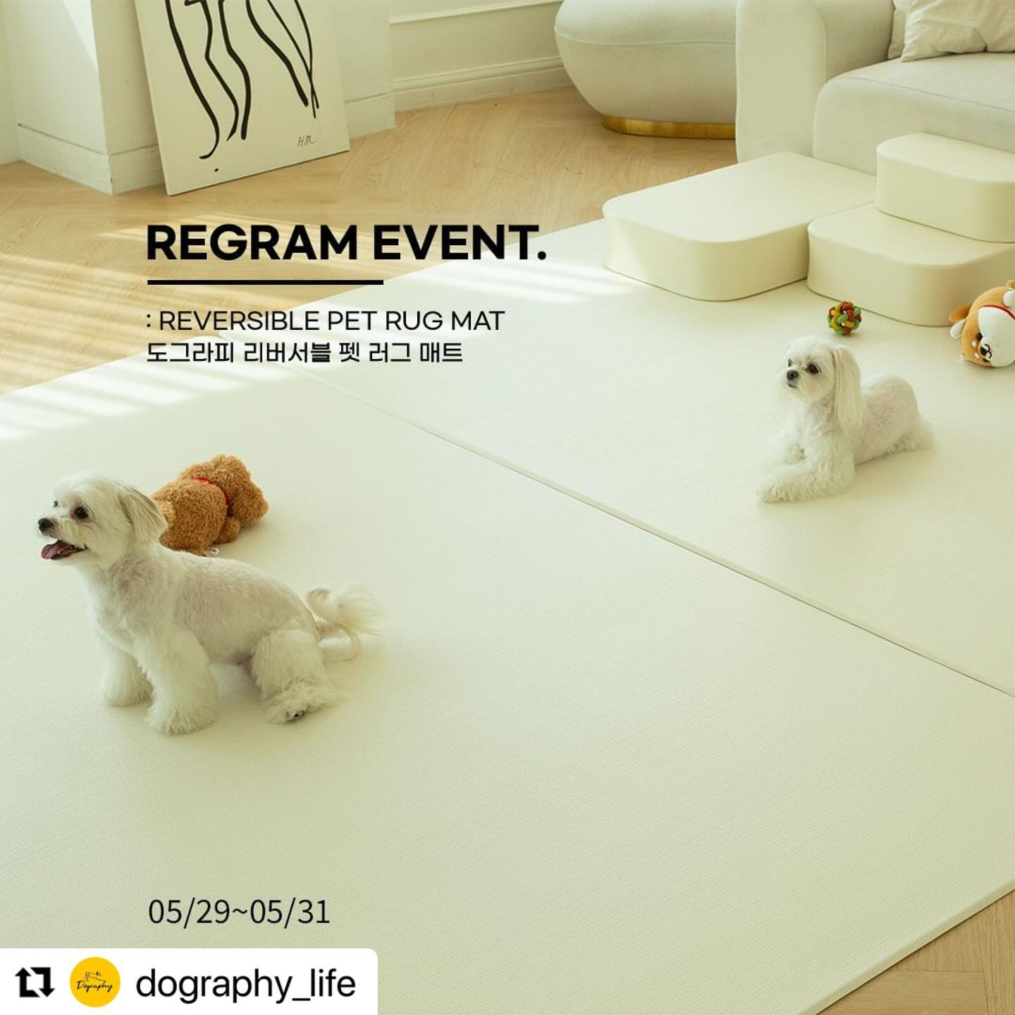 #Repost dography_life with use.repost
・・・
🎉도그라피 5월의 리그램 이벤트! 

새롭게 출시한 도그라피 펫 러그매트를 경험할 수 있는기회에요. 

🔥무조건 랜덤추첨!
도그라피 신제품 펫 러그매트를 체험해 볼 멍냥이들 없을까요?

[참여방법]

1. 도그라피 공식 계정 팔로우
dography_life
2. 게시물 좋아요, 리그램(필수!)
3.프로필 링크트리 통해 리그램 이벤트 클릭!
4.카카오톡 채널 추가 후 신청 양식 작성!

[제품제공]

✅도그라피 펫 러그매트 4사이즈 중 택 1 

⏱일시 05.29~05.31

많은 참여 부탁드립니다!
.
.
.
.
.
.
.
#도그라피#이벤트#리그램#regram#event#강아지#댕댕이#멍스타그램#댕스타그램#멍팔#멍팔맞팔#강아지방석#강아지용품#애견용품#반려동물#반려견#반려견그램