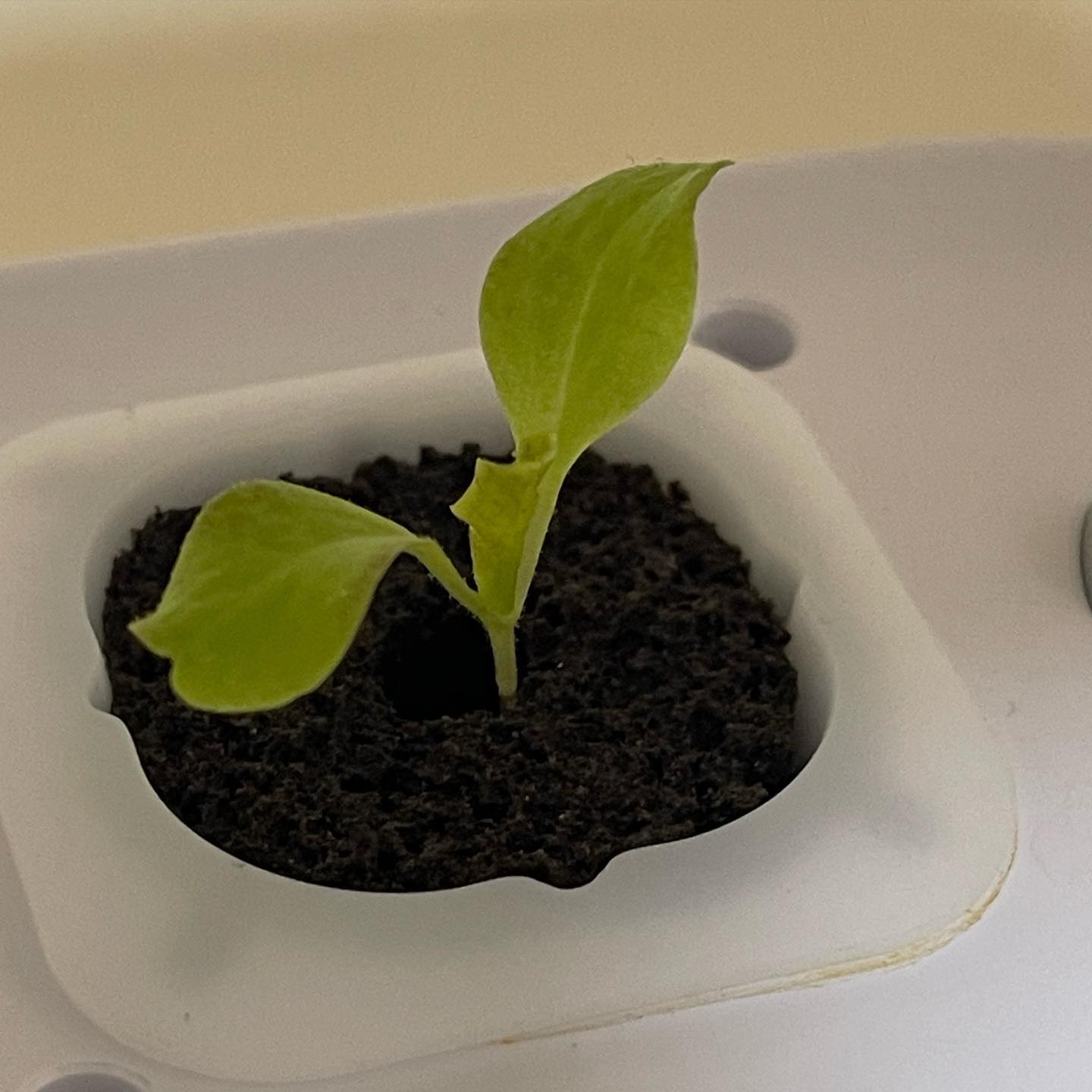 적상추가 6일만에 이만큼 자랐어요 🌱

매일 야근하느라 집 오면 자정이 다 되가서
눈만 붙이고 나오는게 일상인데
그동안 상추는 묵묵히 열심히 자라주고 있었네요💚

어제의 너보다 오늘 더 성장했어!
라는 말이 생각이 나는거 있죠?😂

일주일 뒤에는 얼마나 커있을지 너무 기대된답니다🤭

그래서 말인데 상추야..
나 언제쯤 삼겹살 사오면 되겠니?🫣

#상추키우기 #식물재배기