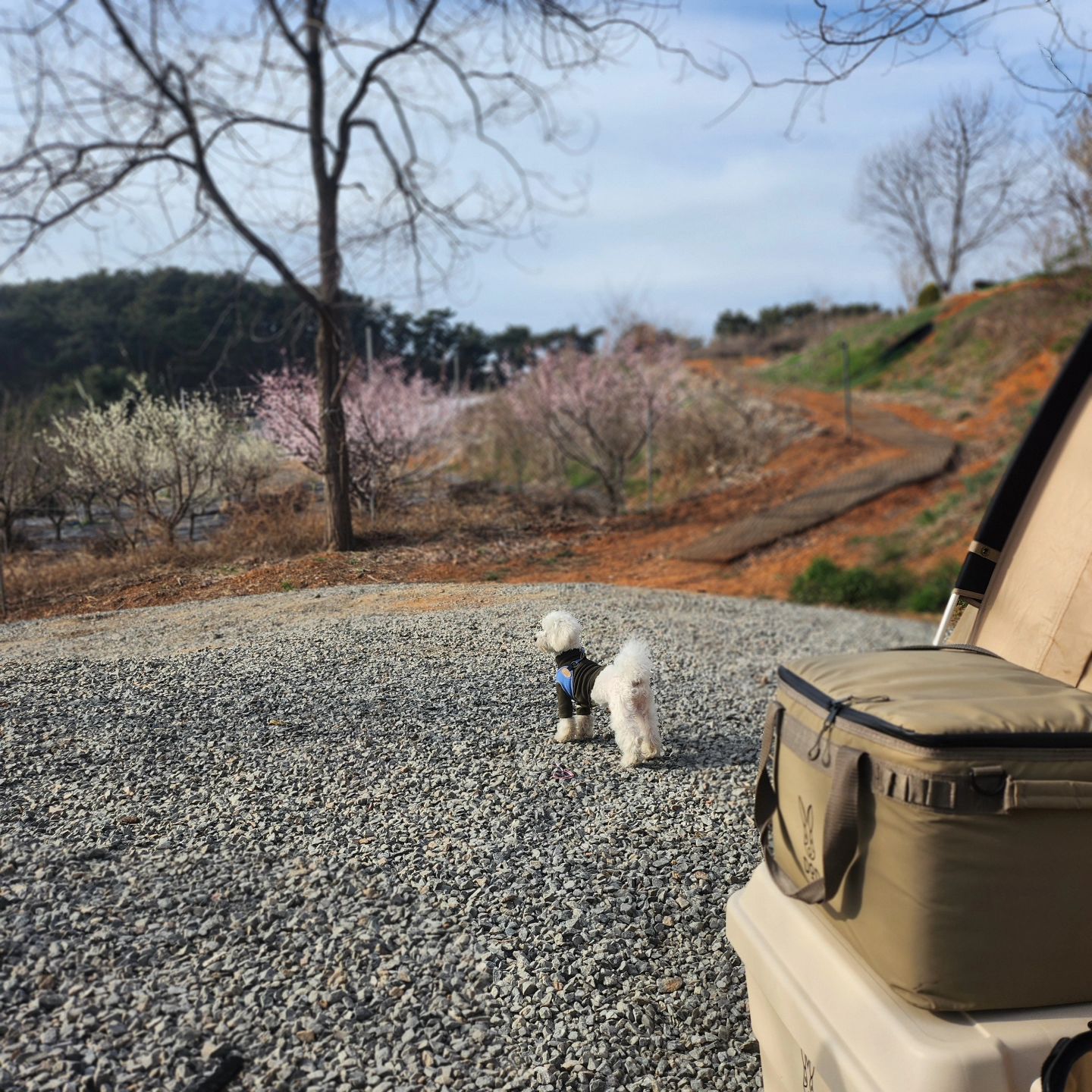 ☆JIJI CAMPING☆

지지네 새로운식구
유.만.두

처음 캠핑인데 
적응력 아주 빠른 만두예요
비록 발바닥이 황토색이 되었지만
아빠랑 커플 신발이 되었지만

그래도
캠핑은 탄색이지!!!🤣🤣🤣🤣

#비숑
#애견캠핑장
#가마보코3m 
#벚꽃캠핑 
#봄캠핑
#캠핑일상