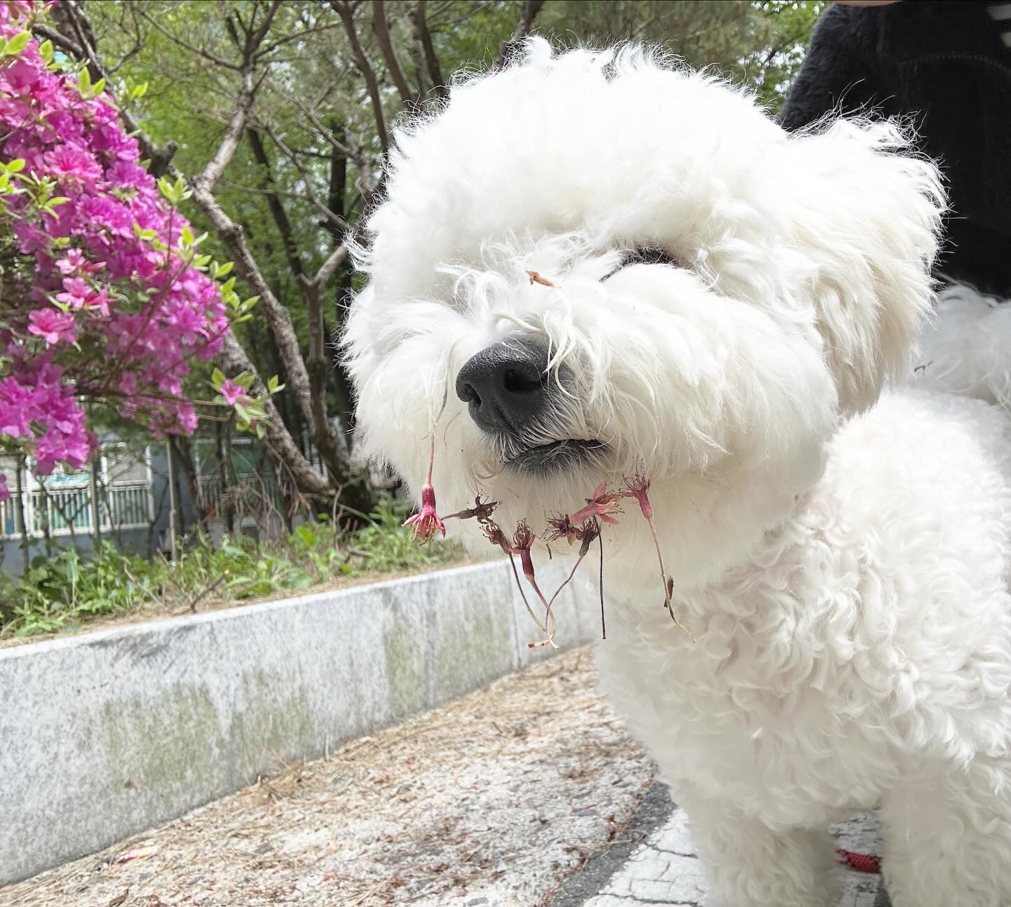 두달동안 산책 못해 맺힌 한을 원없이 풀겠따🌸
꿈이가 마지막 산책했을땐 추웠는데
이제는 너무 덥네😂