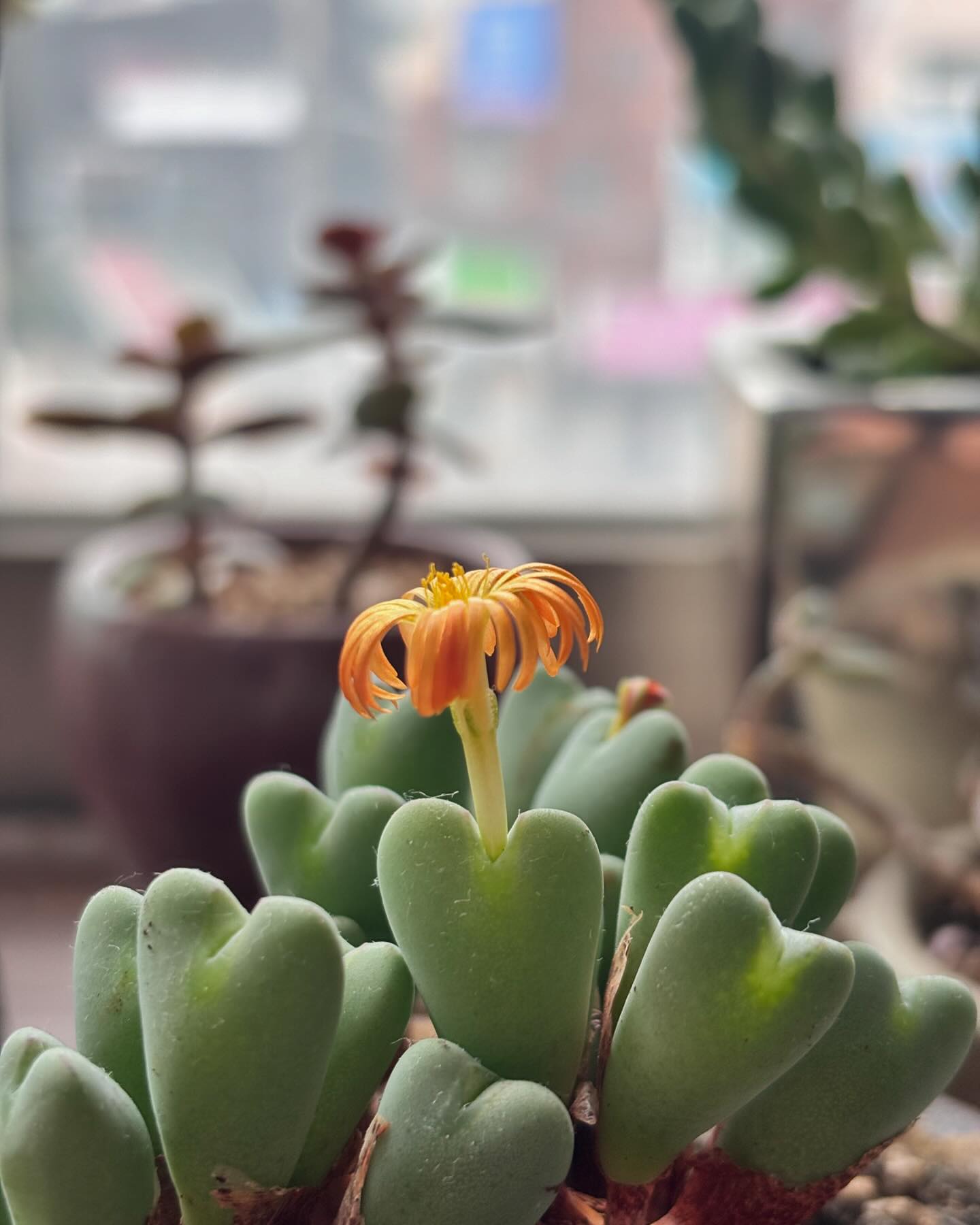 #꽃스타그램 🧡💚