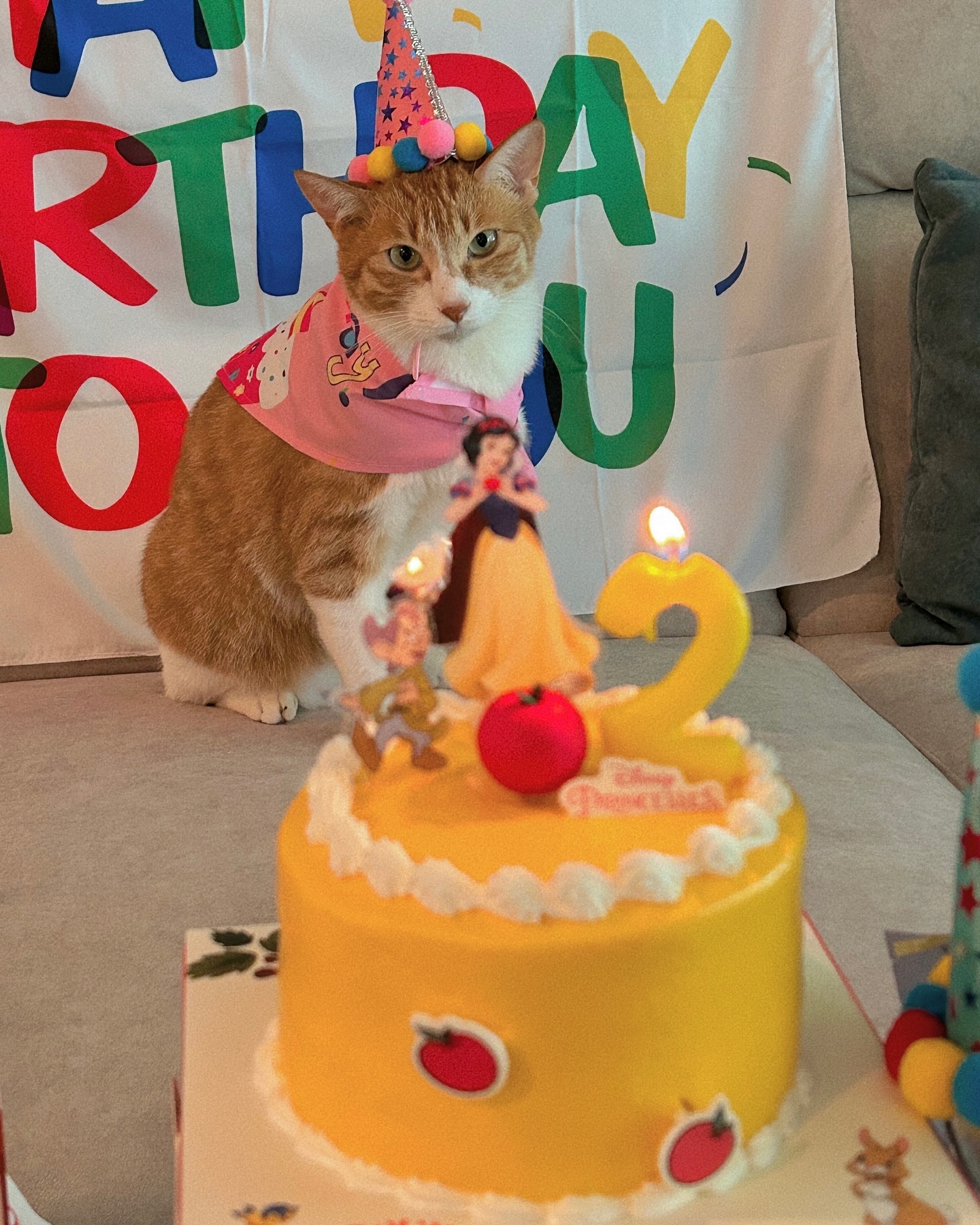 #HBD🎂
7월의 마지막 날은 여우가 우리집에 온 날 ! 
태어난 날은 몰라서 바로 오늘이 여우의 생일 🎉🥳
장여우 2살 추카해 🧡 앞으로도 건강만 해랏〰️〰️
아니 사실 누나 바람은 머냐면….. 
입맛이 좀 덜 까다로워졌으면 좋겠댜 ㅎ 

ps. 이번에도 케이크는 내꺼야 ㅋ -집사- 
(케이크는 여우가 사과를 좋아해서 백설공주 케이쿠🍎🍏)

마지막 사진은 소중한 여우 털키링과 모아둔 행운의 수염 그리고 유치 🤍

#장여우_생일파티🎁🧡