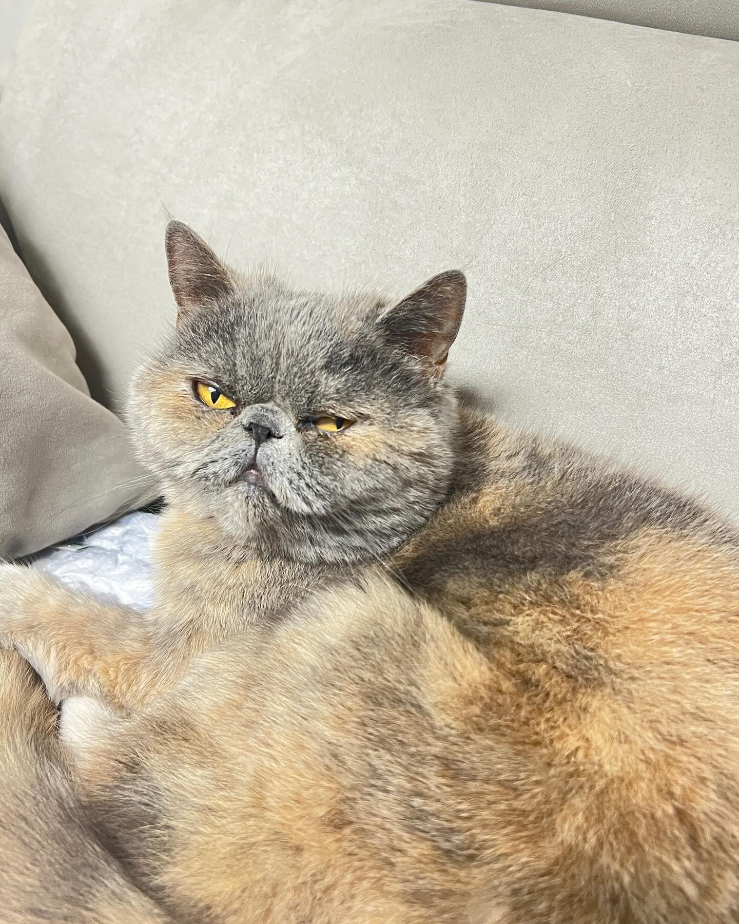 두리는 잠이 많아요옹

#두리 #고양이 #냥스타그램 #cat #catlover #exotic
