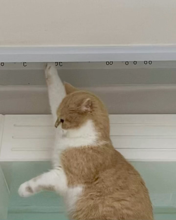 우리 돼지 낑겨쪄,,,