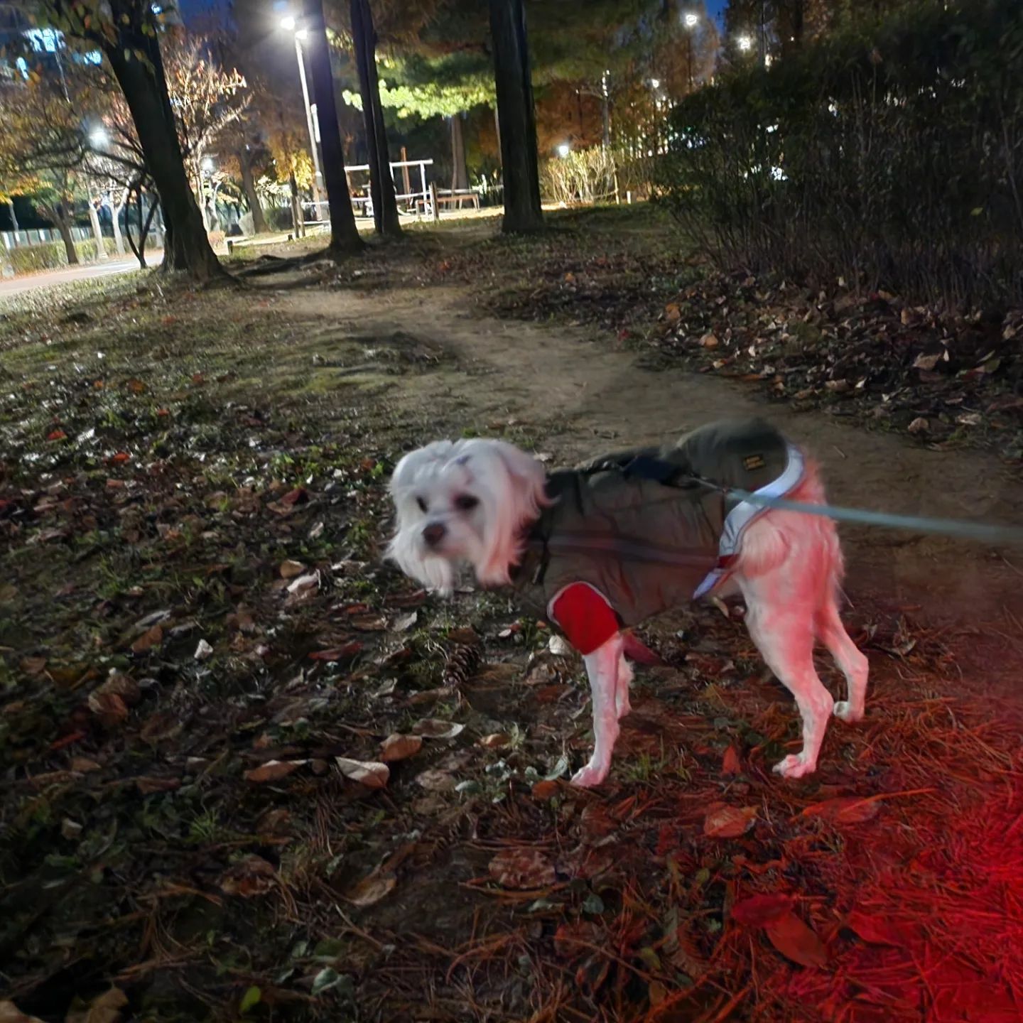 울 해피와 오랜만에 하는 밤산책
차가운 공기도 좋고
요로코롬 산책할수 있음도 좋다 

#강아지산책
#밤산책
#내사랑해피
#언제나처럼 
#함께하자
#내사랑
#말티즈일상
#일상기록