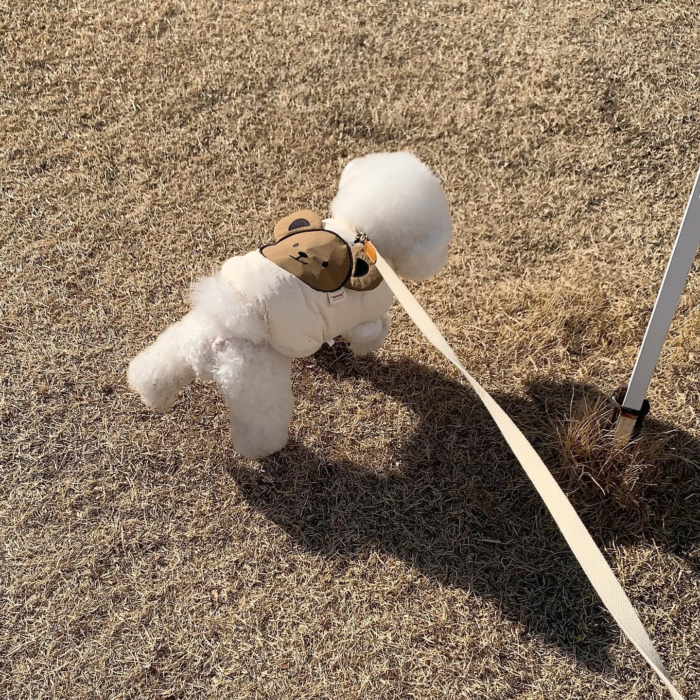 추워도 즐거운 산책시간 🐻🎶