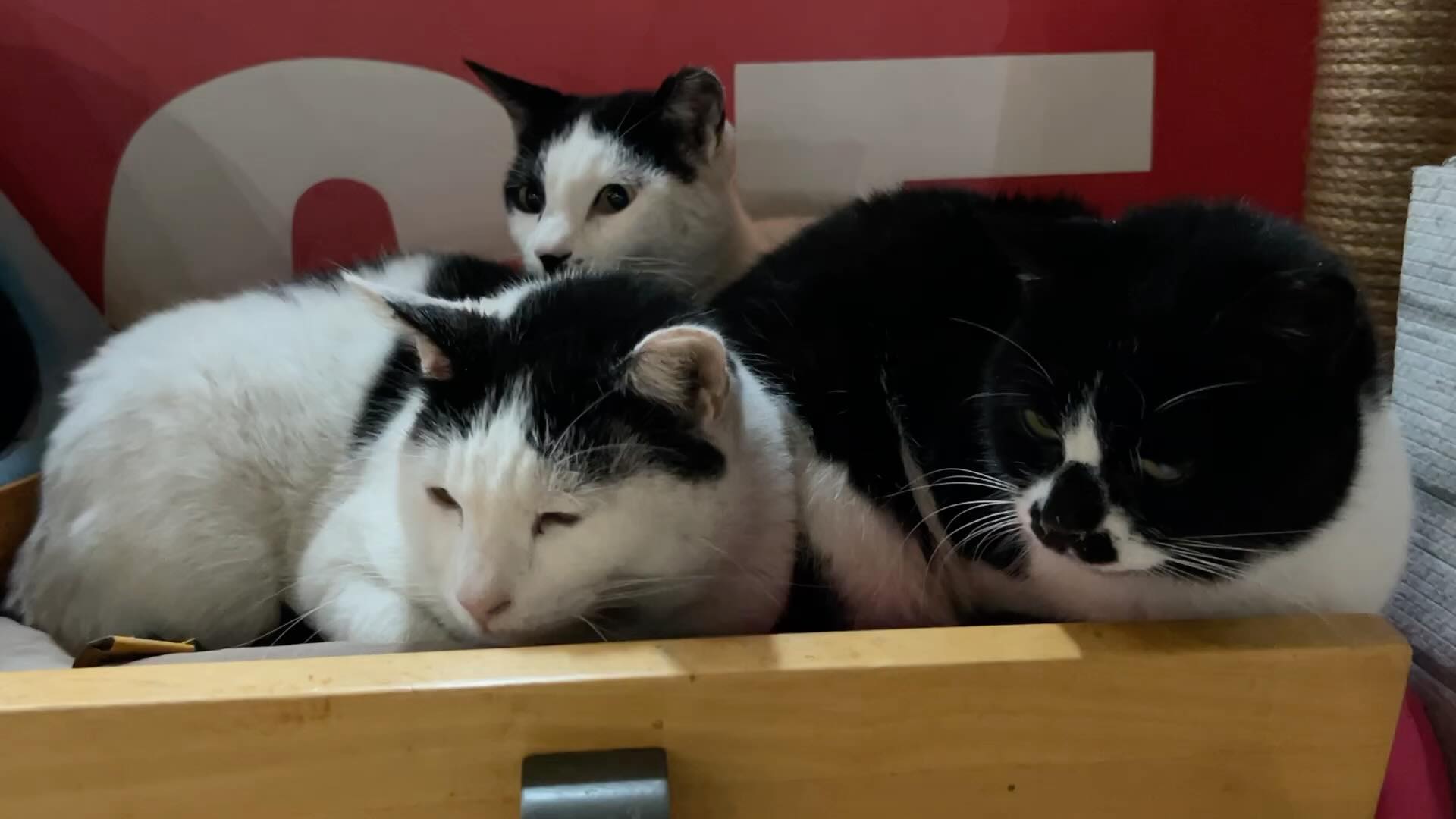 길냥이들 옹기종기🐱🐱🐱
.
.
.
#길냥이 #길고양이 #길에서태어났지만우리의이웃입니다 #길고양이도이렇게이쁘답니다 #cat #cats_of_world