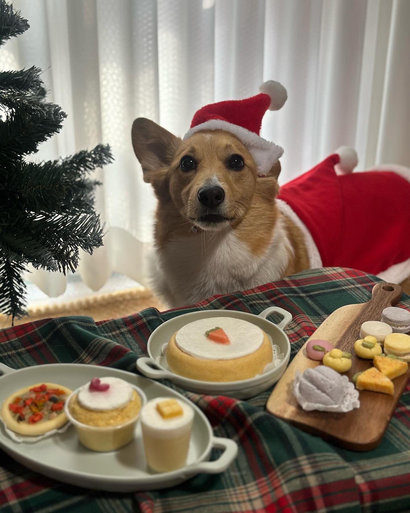 크리스마스는 모찌 생일( •ॢ◡-ॢ)-♡🎄
