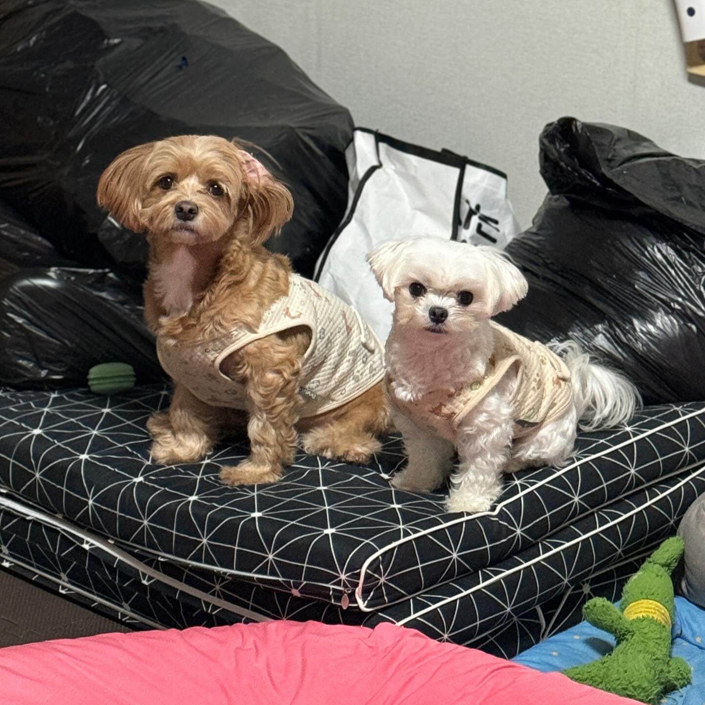 콘텐츠
