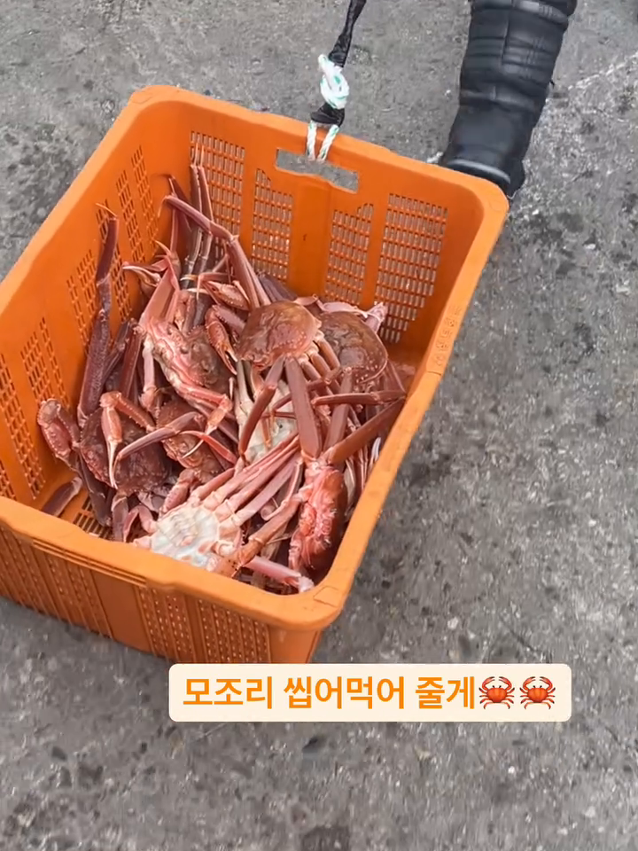 대게🦀🦀 기다료!!