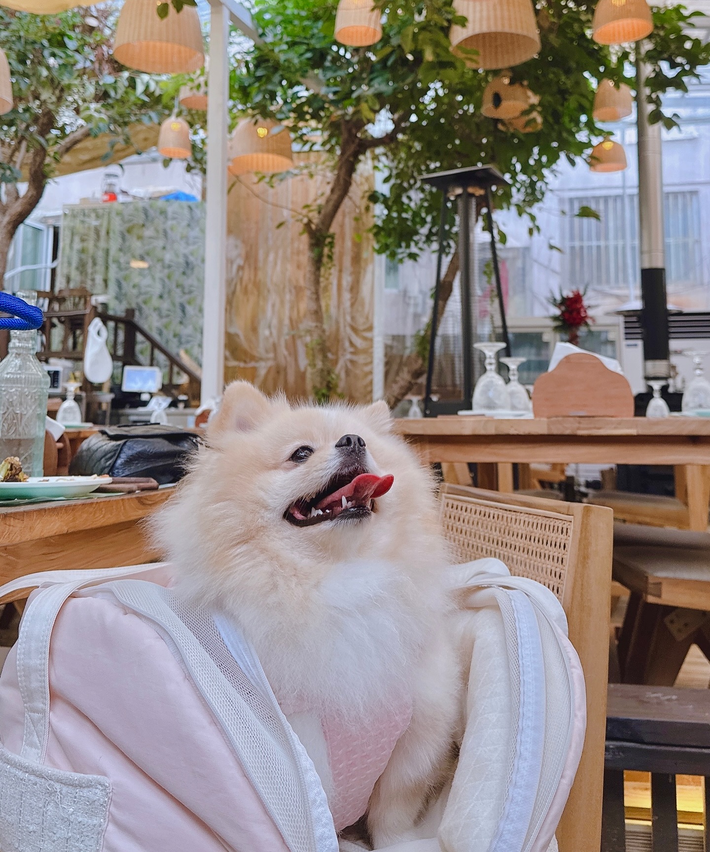 #라떼동반 
별로 기대안하고 갔던 곳이였는데 너무 너무 맛있어서 놀람!
다음에 또가자 라떼야🫶🏻