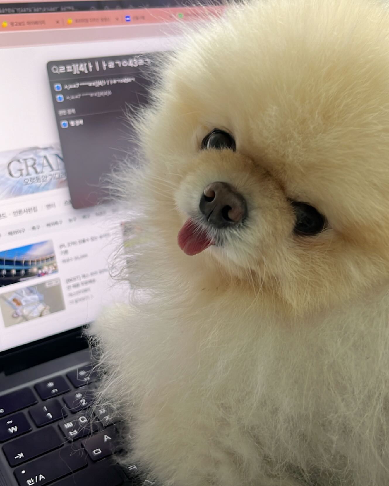엄마 대신 구릉이가 돈 버는중이야. 😎