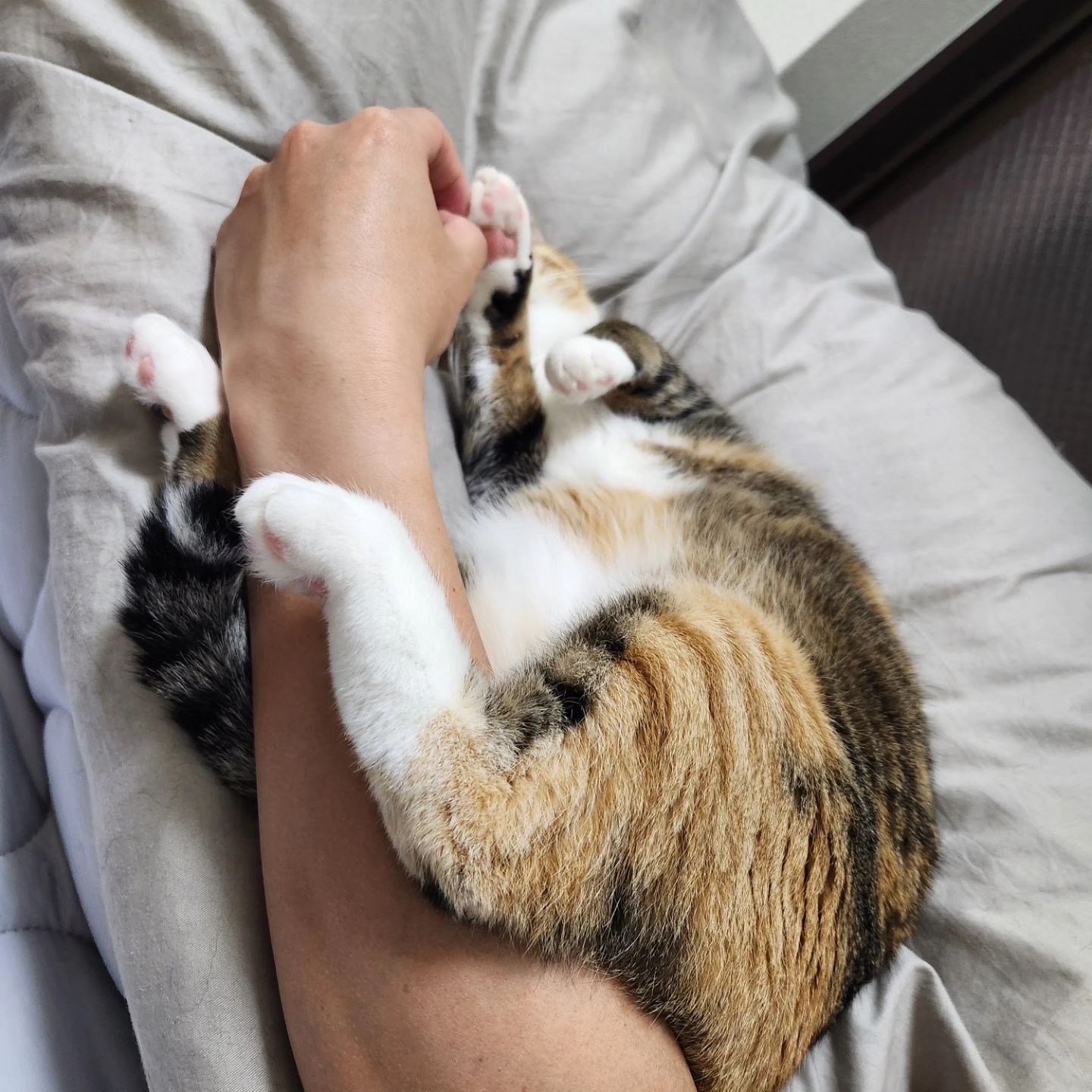 남편이 집에오면 계속 이상태네...
 껌딱지 같으니라고

#고양이#cat #캣 #집사 #냥아치 #길냥이 #반려동물#캣스타그램 #간택 #아메리칸숏헤어 #코리안숏헤어 #반려묘 #그루밍#유튜브 #유튜브채널 #유튜브시작 #Jellypangpang#태봉이#유리#라오#냥이스타그램 #냥이 #youtube #cattube
