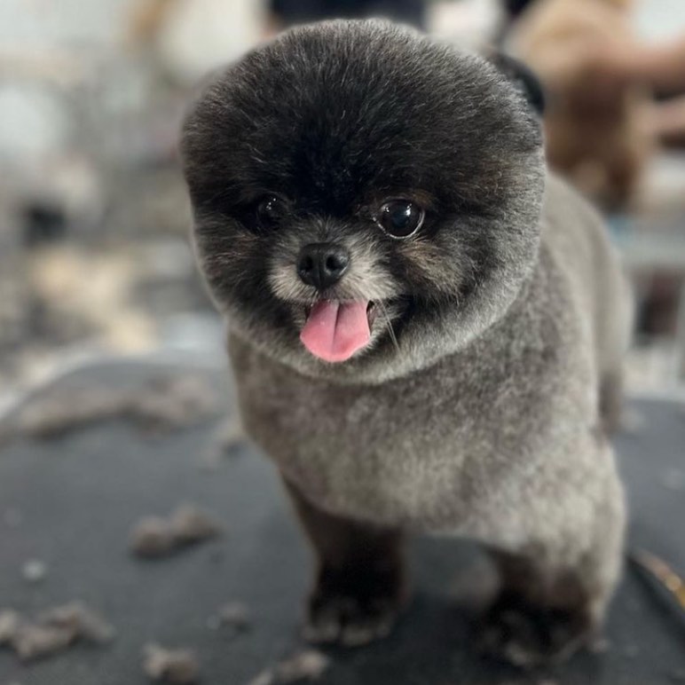 동글동글 동글이 곰돌이컷🧸💓