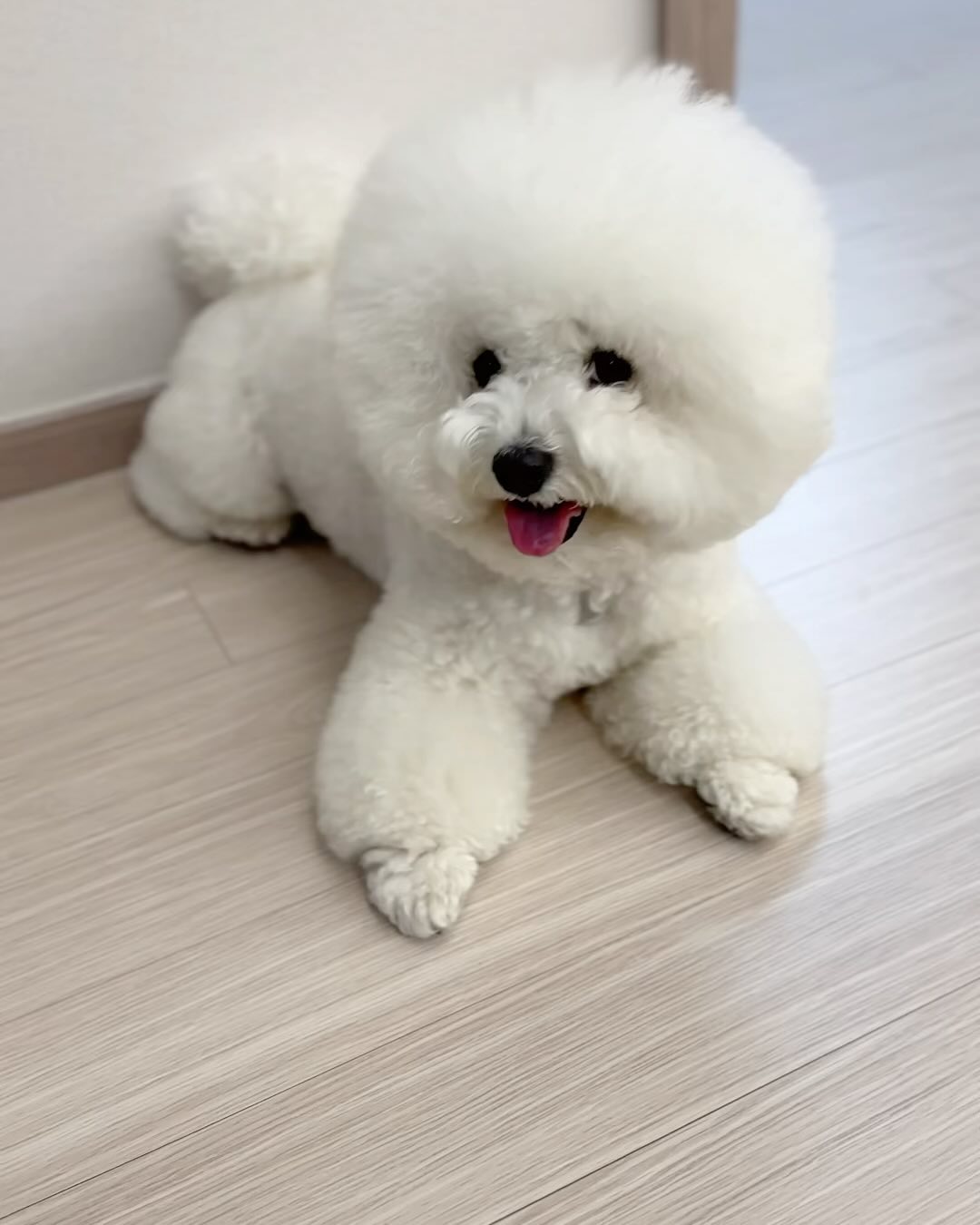 루아 만두 건강하게만 크자 많이 사랑해 🐶👶🏻💞💞
