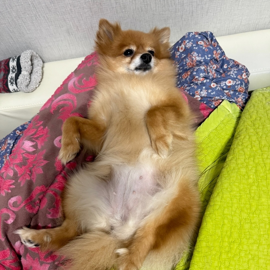 우리집 상전