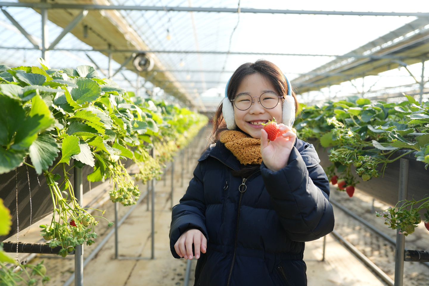 올해도 딸기체험 🍓 🍓 🍓 

달콤한 딸기 실컷먹구
한통씩 가득채워서 집에오니 행복 😊

#여왕딸기 의 딸기는 #설향딸기 달콤 과즙팡팡 👍

패키지체험으로 딸기도 따고
다양한 체험도 하구 알찬 하루 🤗

조금일찍 오픈한만큼 발빠르게 방문하면
더 여유롭게 즐길수 있답니다 🥰

🍓여왕딸기
🍓경북 고령군 다산면  노곡리 1890
🍓네이버예약 가능

2인~4인 패키지 👍 

#딸기체험 #딸기체험농장 #고령딸기
#고령딸기체험 #대구딸기체험 #대구근교나들이