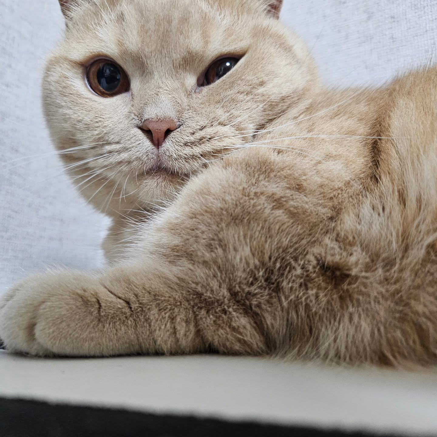 #윙크
내윙크를 받아랏!!!
살쪄서 눈감아진건 안비밀 🤧
.
.
.
.
.
#뚱냥이 #애교냥이 #사랑둥이 #고양이 #아들스타그램 #아들냥이 #귀여워 #집사그램 #집사껌딱지 #엄마껌딱지 #냥팔맞팔 #집사맞팔 #cat #british #munchkin #cats