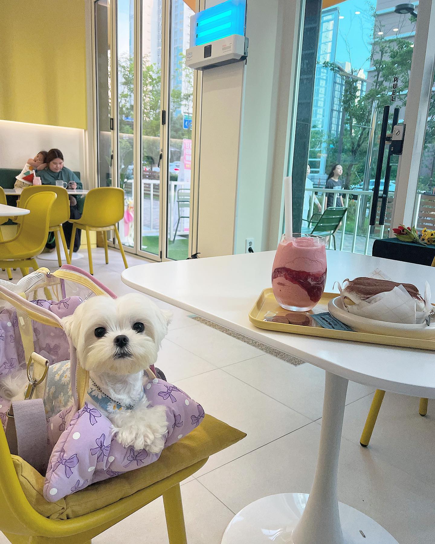 애동카인데 맛도 있는 디저트카페..❤️

🏷️달콤공장 sweet.factory___

#애동카#애견동반카페#봉담애동카#강아지#강아지하마#말티즈#말티즈하마#물먹는하마#하마#댕스타그램#멍스타그램#댕댕이스타그램#멍멍이수타그램#댕좋#맞좋#멍좋#댕팔#맞팔#멍팔#추천#애견모델#강아지모델#추천추천