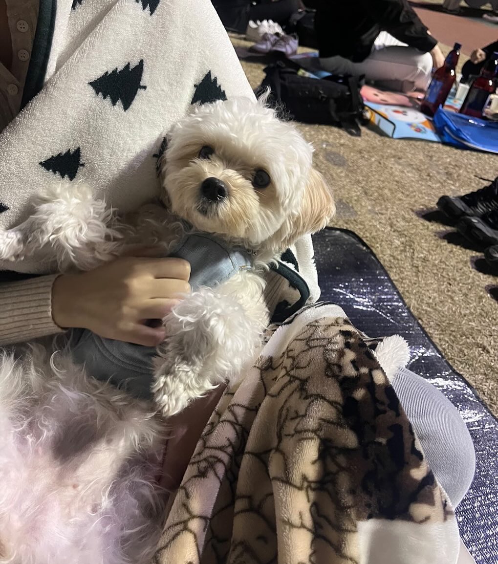 🌸 벚꽃 구경 해써