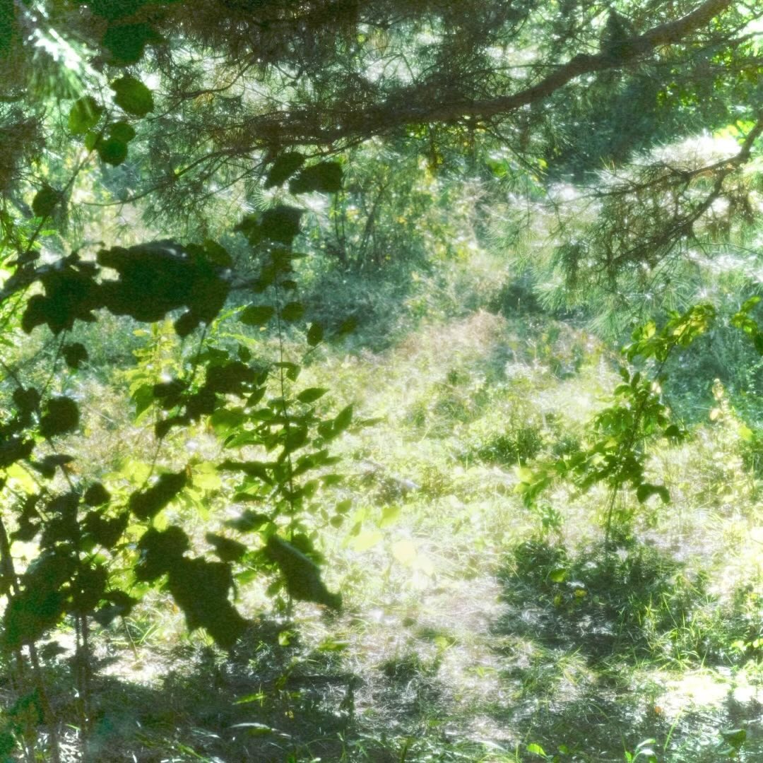23.10.11 새 그림자 (A new shadow) Release ! 

안녕하세요. 작년에 첫 음원으로 인사드리고 
1년 만에 다시 곡을 내며 오랜만에 인사드려요. 

가을 산책하며 듣기 좋은 노래를 준비했어요 !
부지런히 찾아올게요 이제 자주 뵈어요 🍀

새그림자가 세상에 나오기까지 좋은 분들의 도움을 많이 받았어요. 
도와주신 분들께 정말 감사드립니다. 🥺🤍

[Credit]

Composed by 유하림
Lyrics by 유하림
Arranged by 유하림 , 겸 (GYE0M)

Vocal by 유하림
Guitar by 정성호
Piano by 정인경
Bass by 겸 (GYE0M)
Chorus by 유하림 , 박연

Vocal Director by 박연
Recorded by 박연

Mixed by 겸 (GYE0M)
Mastered by 겸 (GYE0M) 

Photographer by banyoonfilm