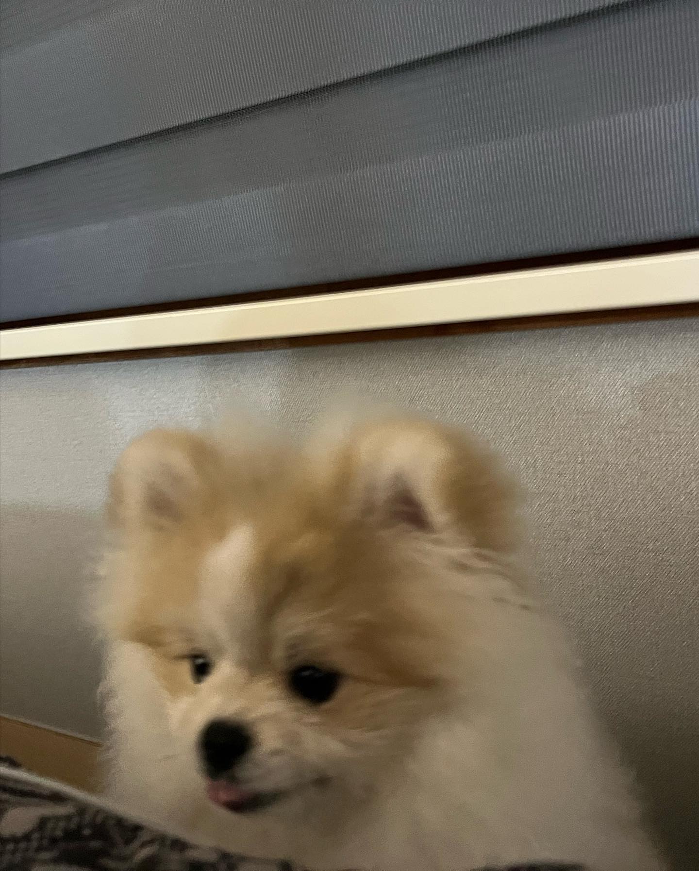 엄마 깨워서 애카 가자는 강아지🐻
