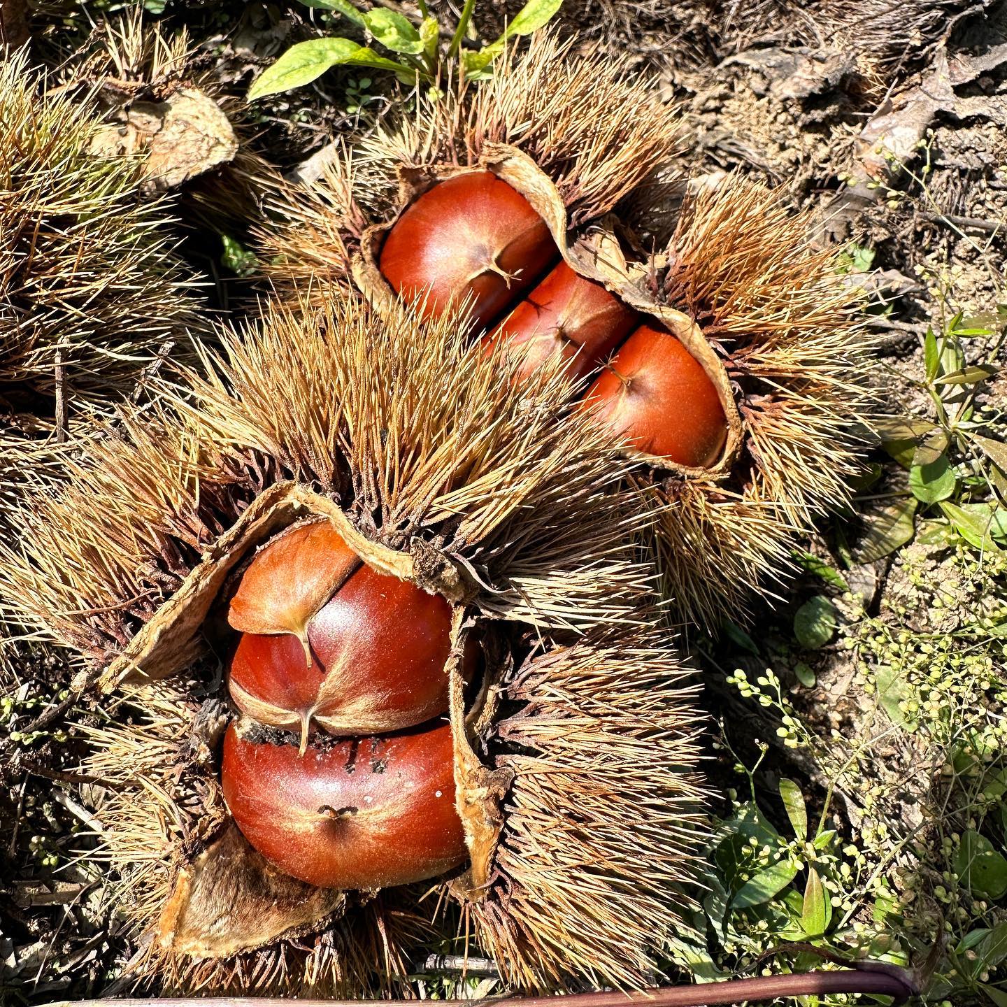 #밤밤 
밤이나 먹어라
쉽지 않아
#늦밤 #밤줍기 #공주밤 🌰