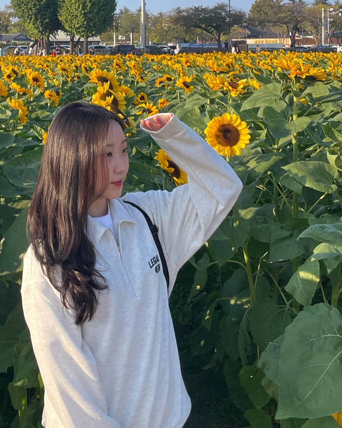 쥥 오랜만이쥥
#경주 #경주해바라기 #첨성대해바라기