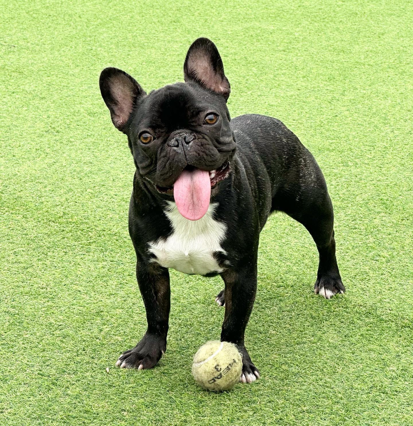 공...❤🥎️‍🔥
#프블 #프렌치불독 #반려견 #웅이 #멍스타그램 #🐶#멍뭉이 #우리집멍뭉이