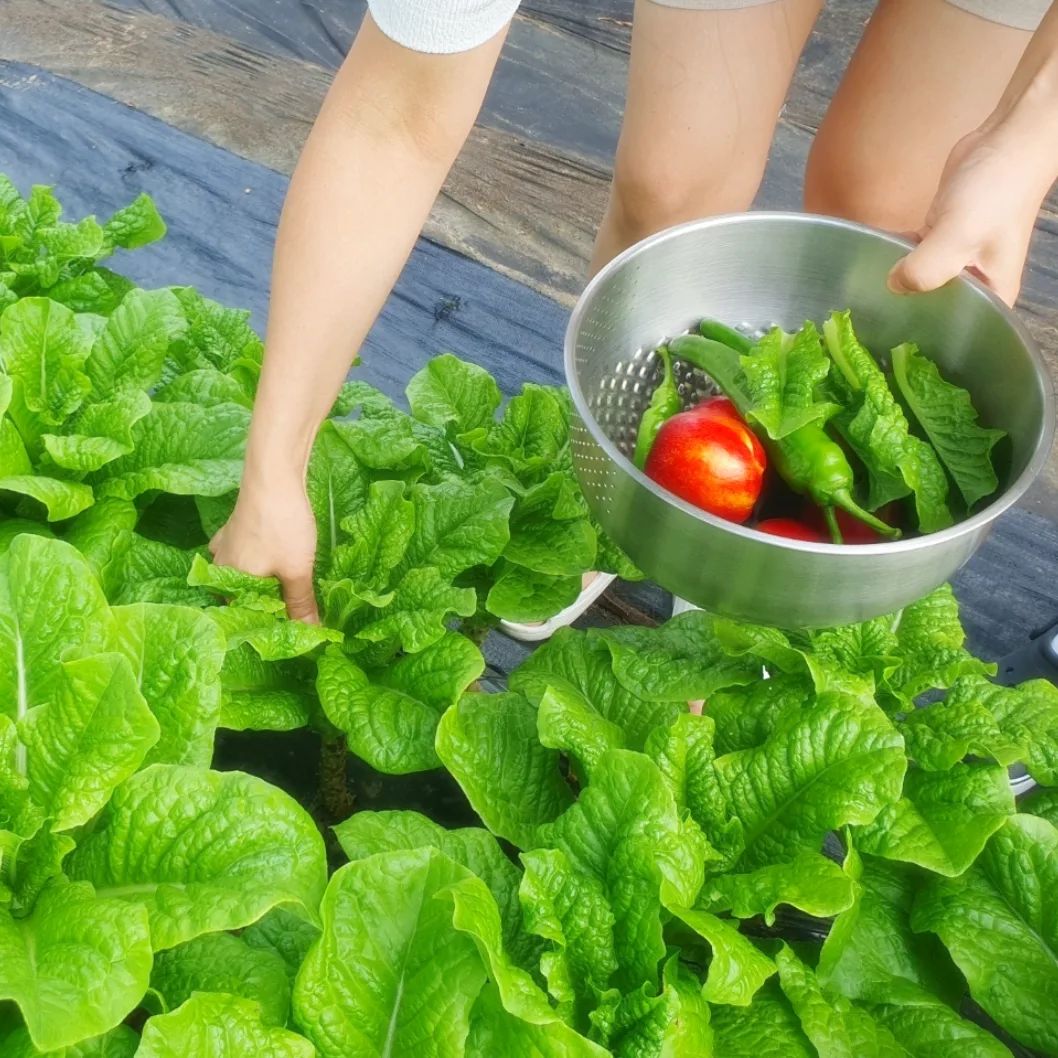 초록이들 보면서 살고 싶은 나의 꿈
#시골살이#로망 🫒🍊🥬

#경주숙소#감성길스테이#촌캉스