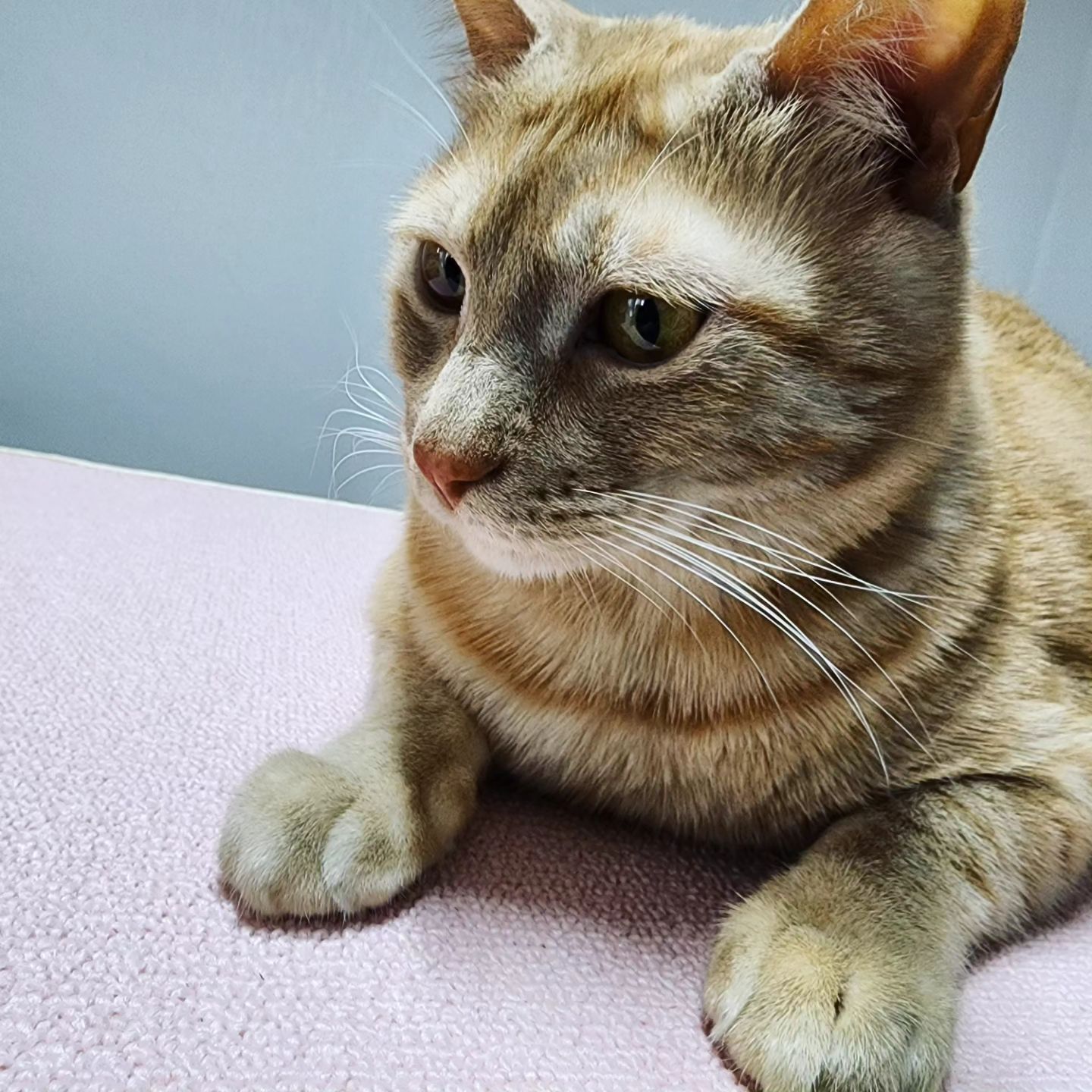 #따스넉  #고양이스크래쳐 #스크래쳐 #카페트스크래쳐 #ttasnug #고양이그램#개냥이 #simba #cat 
#냥이 #따그릉스크래쳐 #맞춤제작 #심바 #치즈테비 #폭풍뜯뜯 #catstagram #집사스타그램 #냥집사 
#힐링 #foollow #ootd #고양이 #daily #instagood #petstagram #냥스타그램 #pet 
#일상 #소통 #좋아요 🐈🐈‍⬛🫧