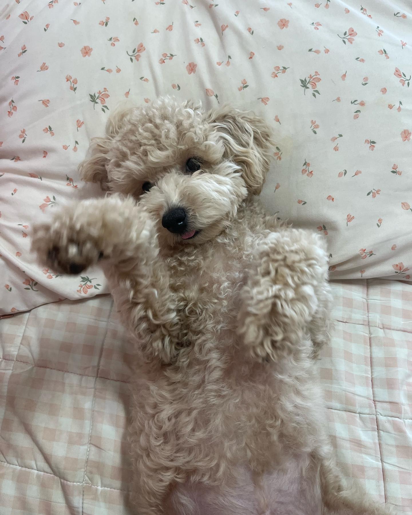콘텐츠