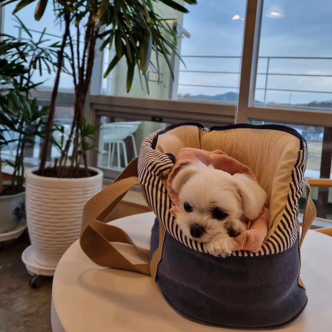 애카 방문 후 개피곤♡

#maltese #malteseofficial #malteselovers #malteseofinstagram #maltesegram