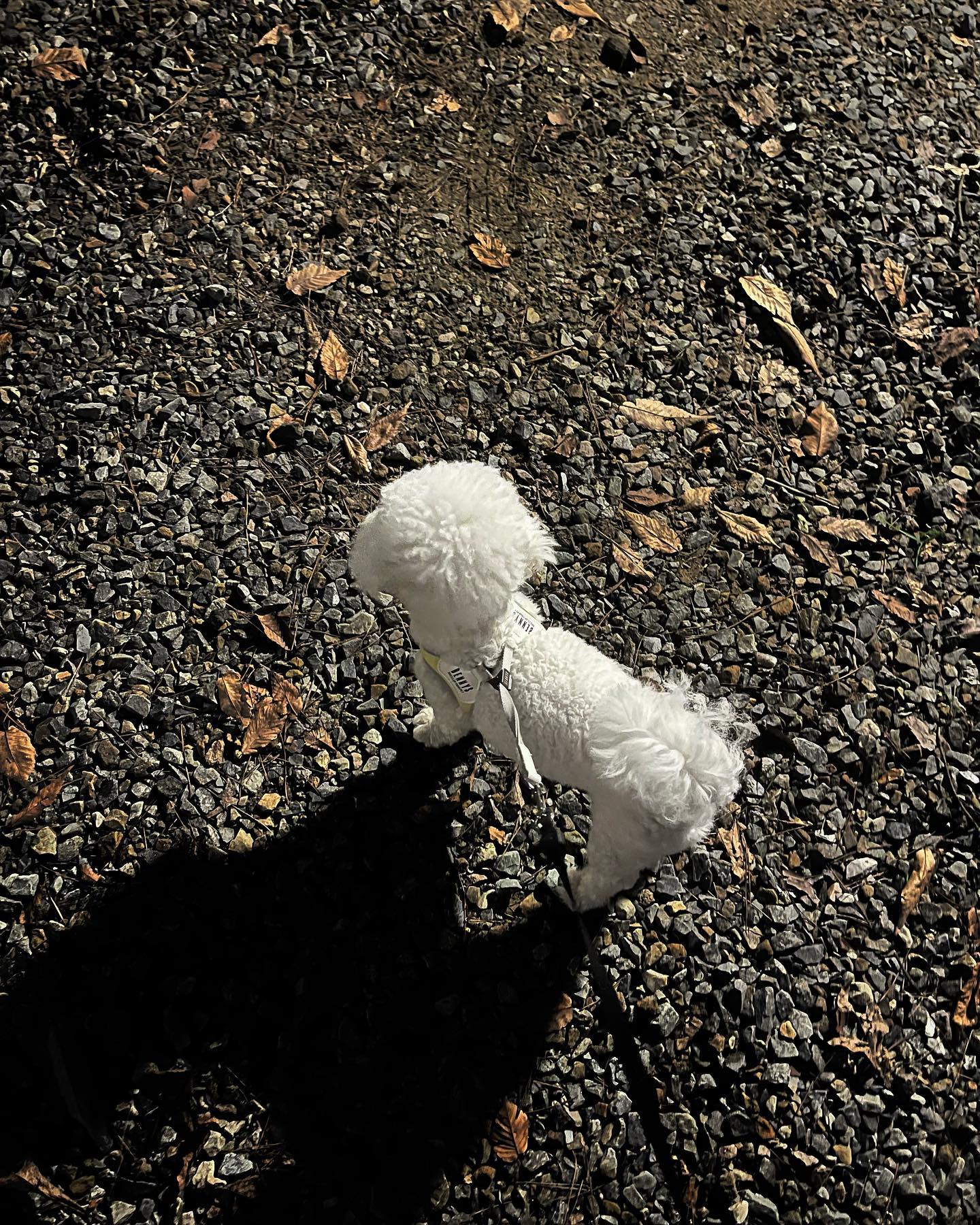 🐻‍❄️솜뭉탱 이뽀글 첫 캠핑 경험하다 !
장시간 운전 버텨줘서 고마워🩶