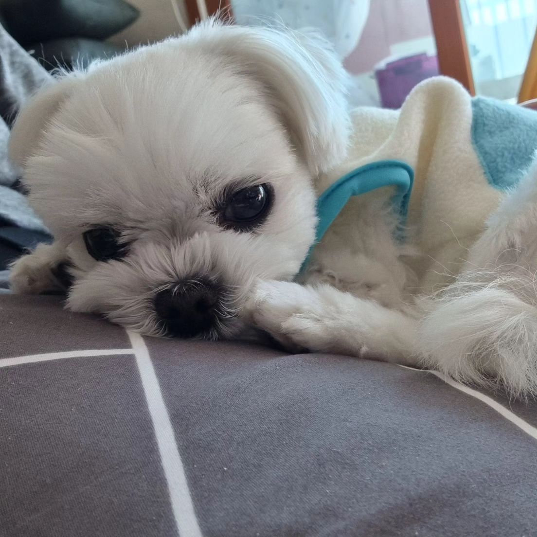 마주보고 누울사람...? 🙋‍♀️

#말티즈 #말티즈그램 #휴일 #maltese #maltesegram #puppy #cute #honey #귀여운 #강아지