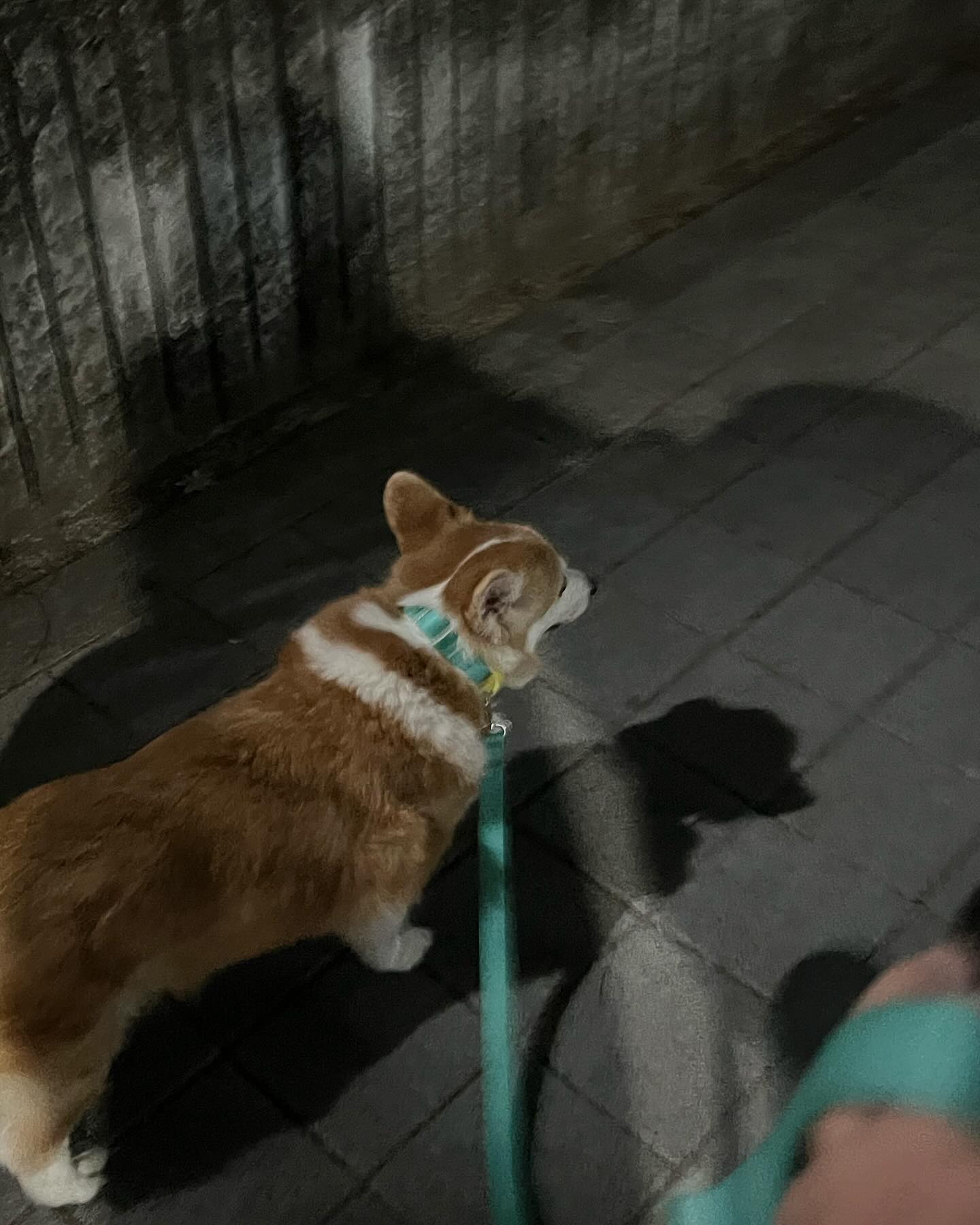15살 할부지 라이는 아직 자기가
팔팔한 젊은강아쥐라고
생각하는듯😎😎
뛰는건 좋지만 5분만지나면
걷다가 비틀거려서 내가 소리를
몇번이나 질렀는지 모르게따요..
유모차에 태우면 뛰고싶다고
히융히융 내려주면 뛰다가 또 비틀
체력이안되니 답답하게찌
그런 너를보믄 나는 마음이
아파서 울컥한다고 이눔자식아
무리하지말고 오래살쟈
라꾸뚠님🌸🌸