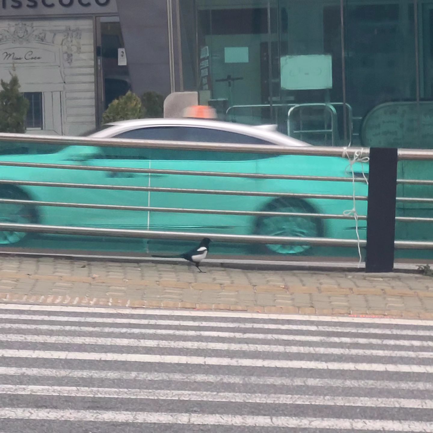 #신호기다리는#까치#횡단보도#